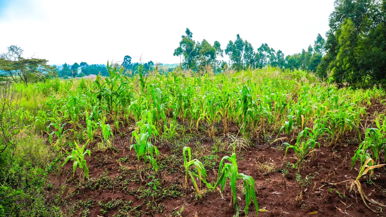 Prime Residential Plots for Sale in Kikuyu, Gikambura in Kikuyu