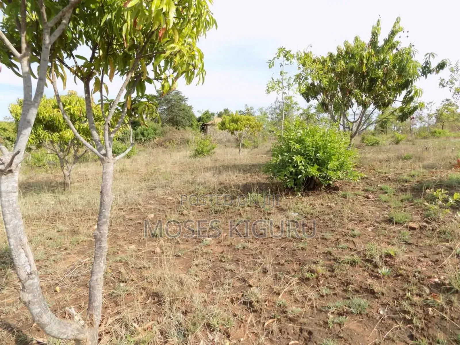 Makuyu 50x100 Plots. in Makuyu