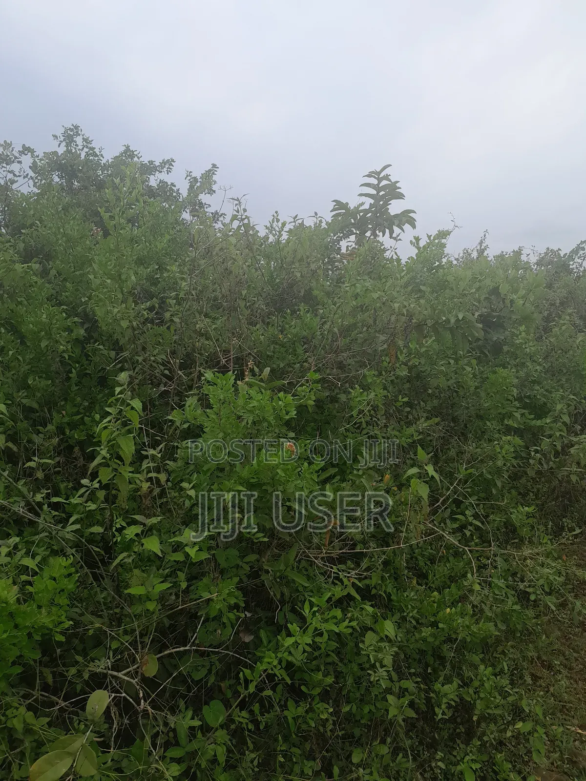 1 Acre of Land in Rambusi Area of Homa Bay in Homa Bay West