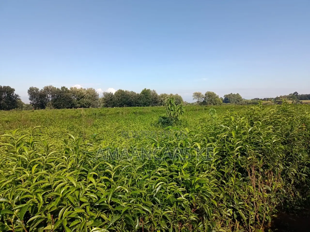 1,511 Acres Land For Sale In Bahati Nakuru in Bahati