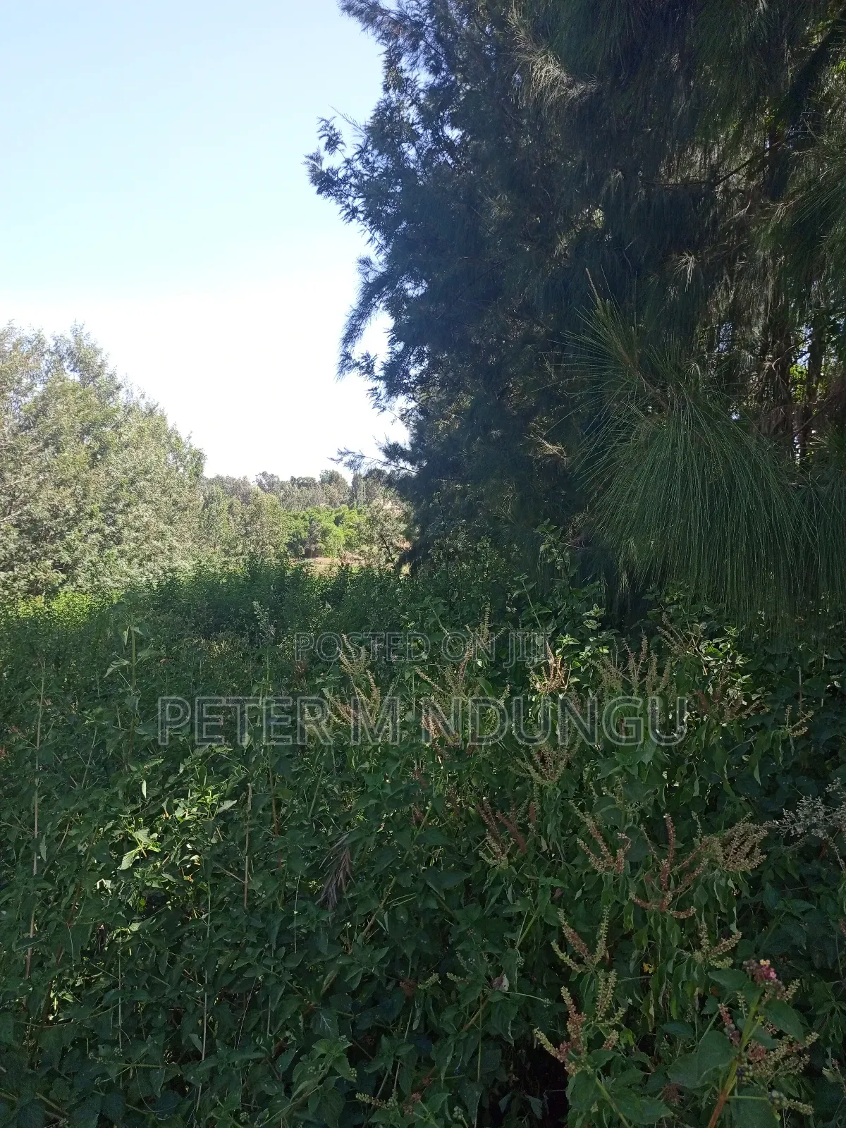 Premium 1/2 Acre Mushroom Farm for Sale - Kiambu Road in Thindigua/Kasarini