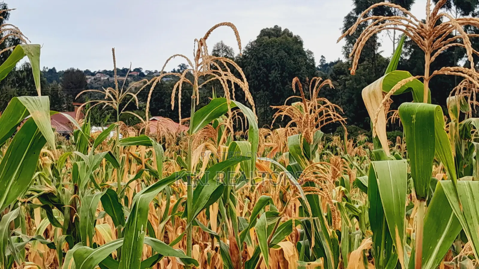 Kikuyu Kerwa Prime and Affordable Plots in Zambezi/Sigona
