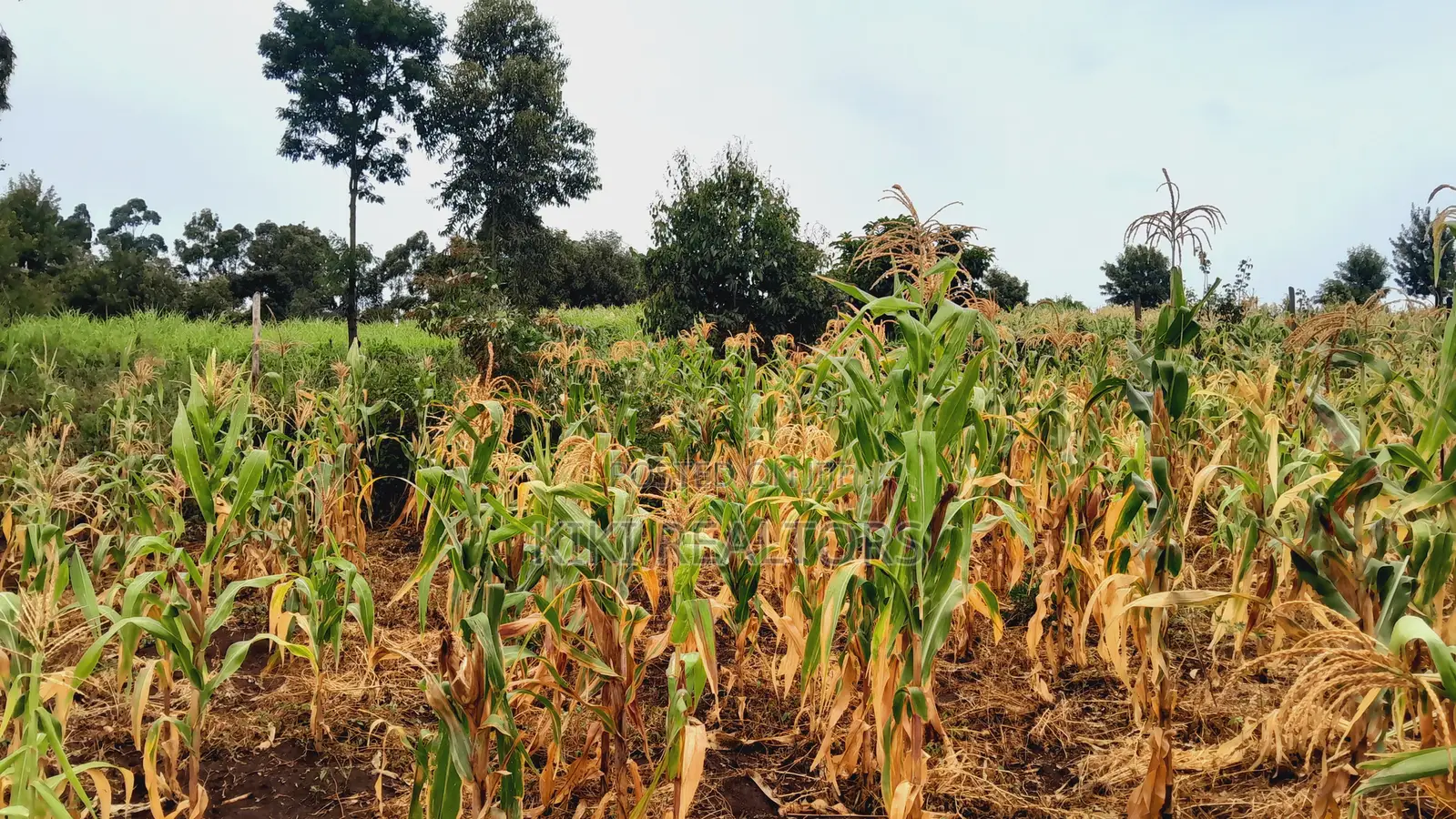 Kikuyu Kerwa Prime and Affordable Plots in Zambezi/Sigona