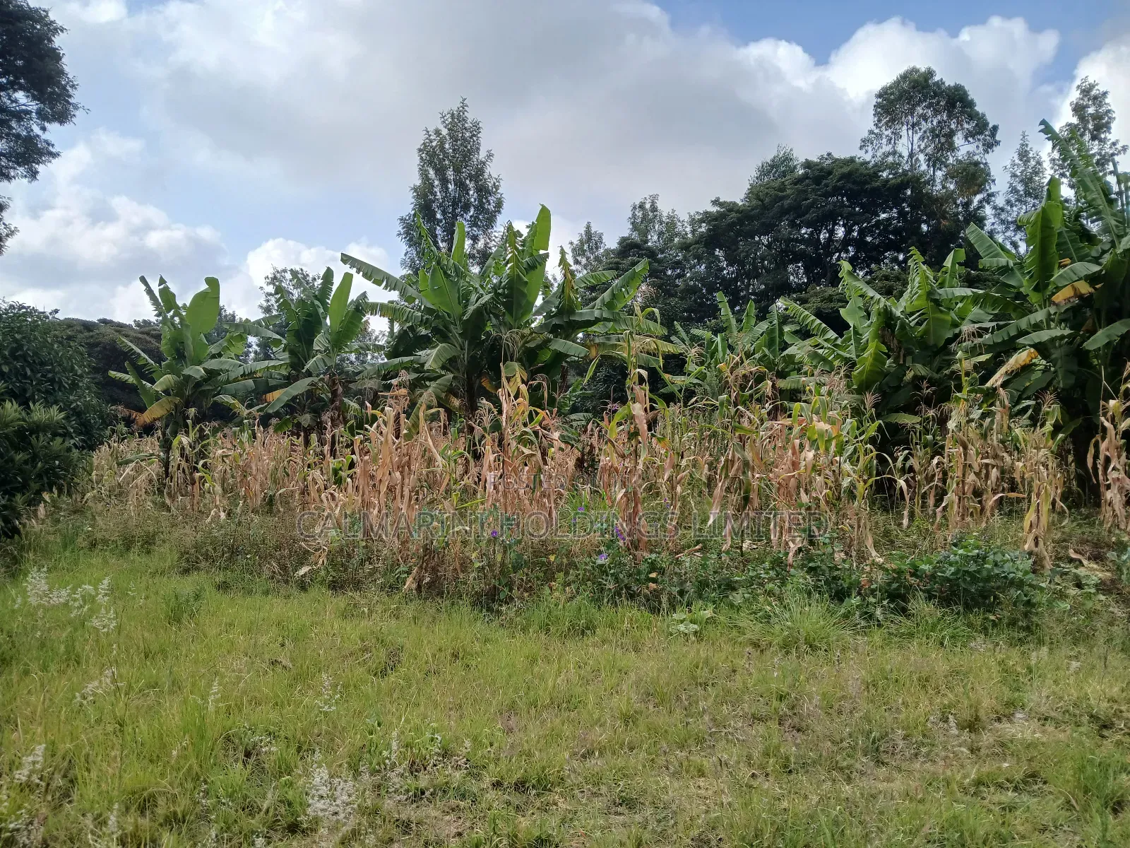 Redsoil Quarter Acre Plot Near Saitoti's Place, Kahara Rd in Matasia
