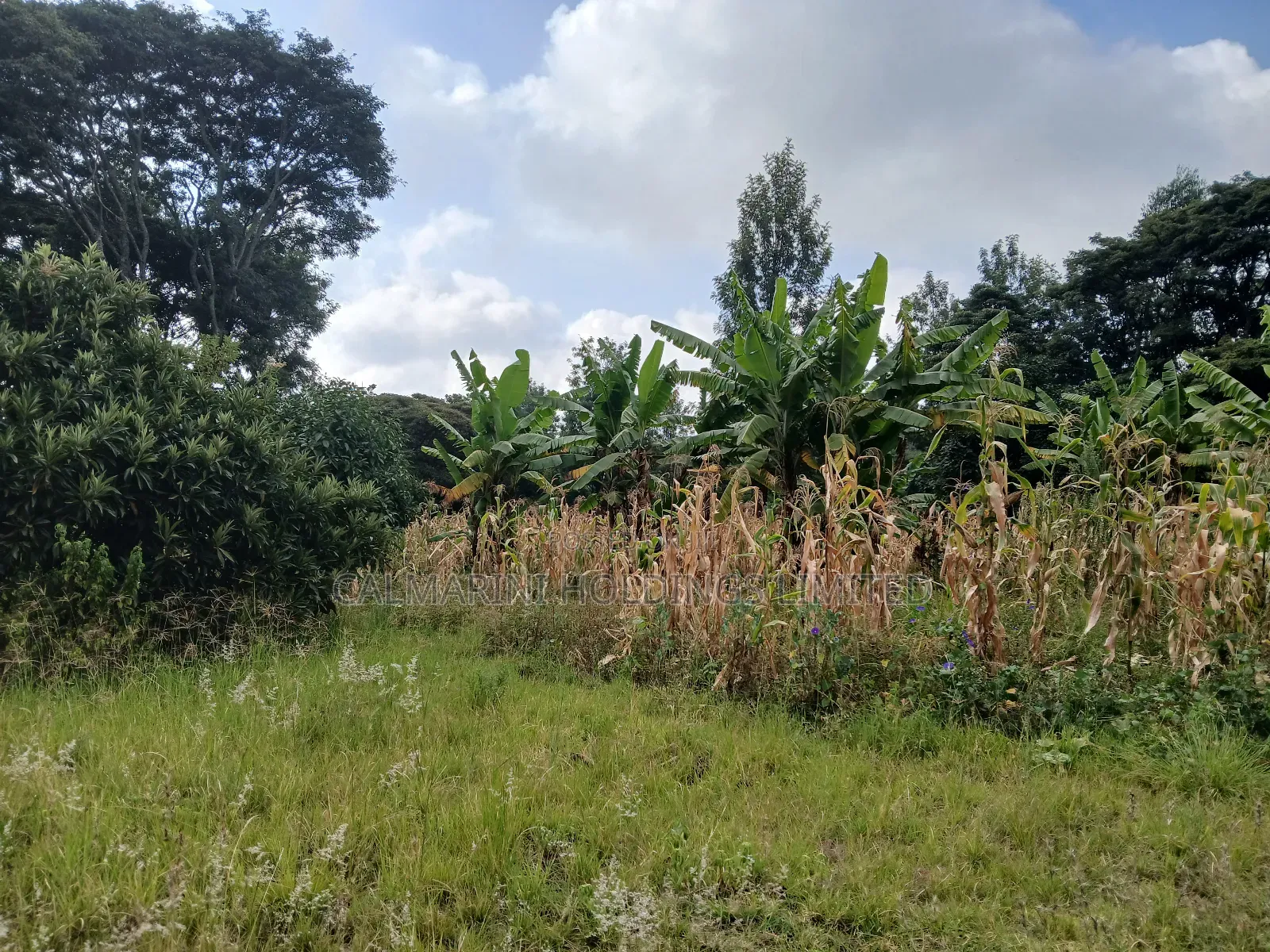 Redsoil Quarter Acre Plot Near Saitoti's Place, Kahara Rd in Matasia