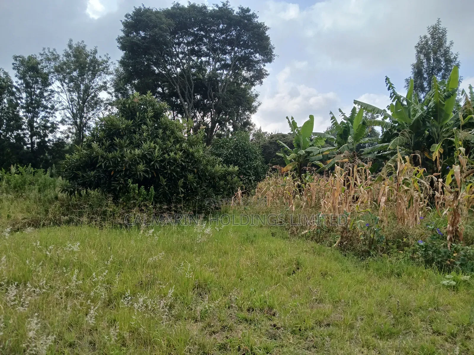 Redsoil Quarter Acre Plot Near Saitoti's Place, Kahara Rd in Matasia