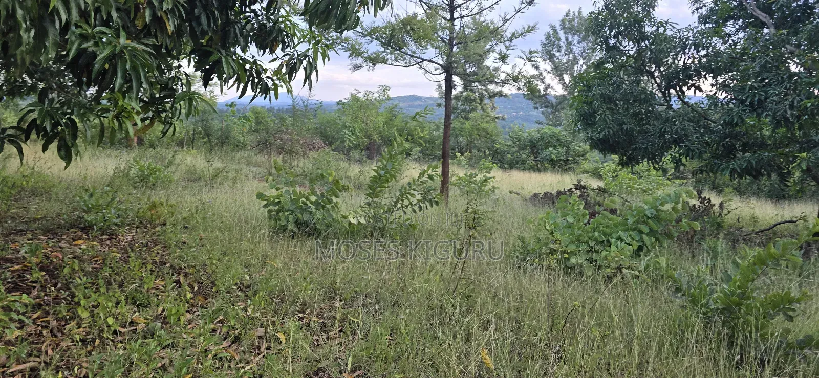 Makuyu 20 Acres for Sale. in Makuyu
