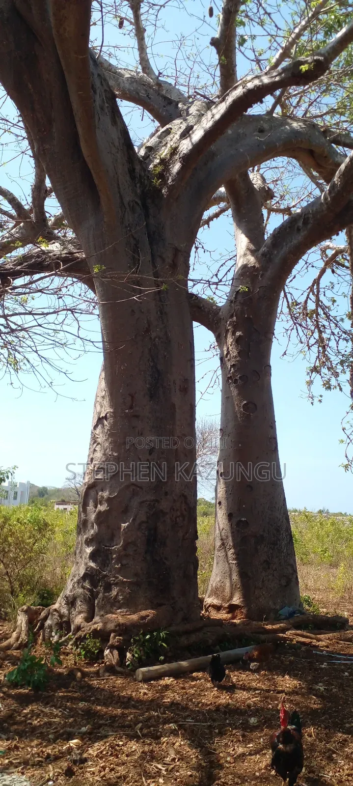 1 1/2 Acre Plot on Sale in Galu Beach. in Ukunda