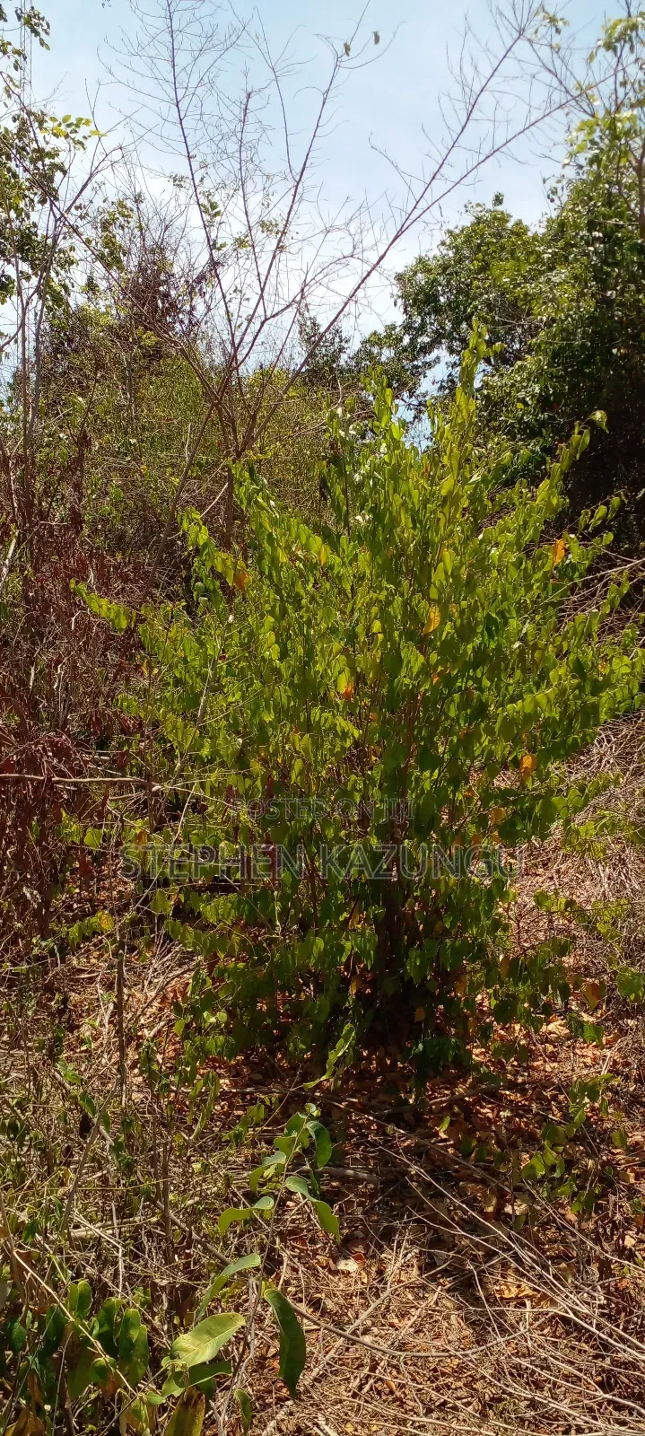 1 Acre Half Plot on Sale in Galu Beach Zone. in Ukunda