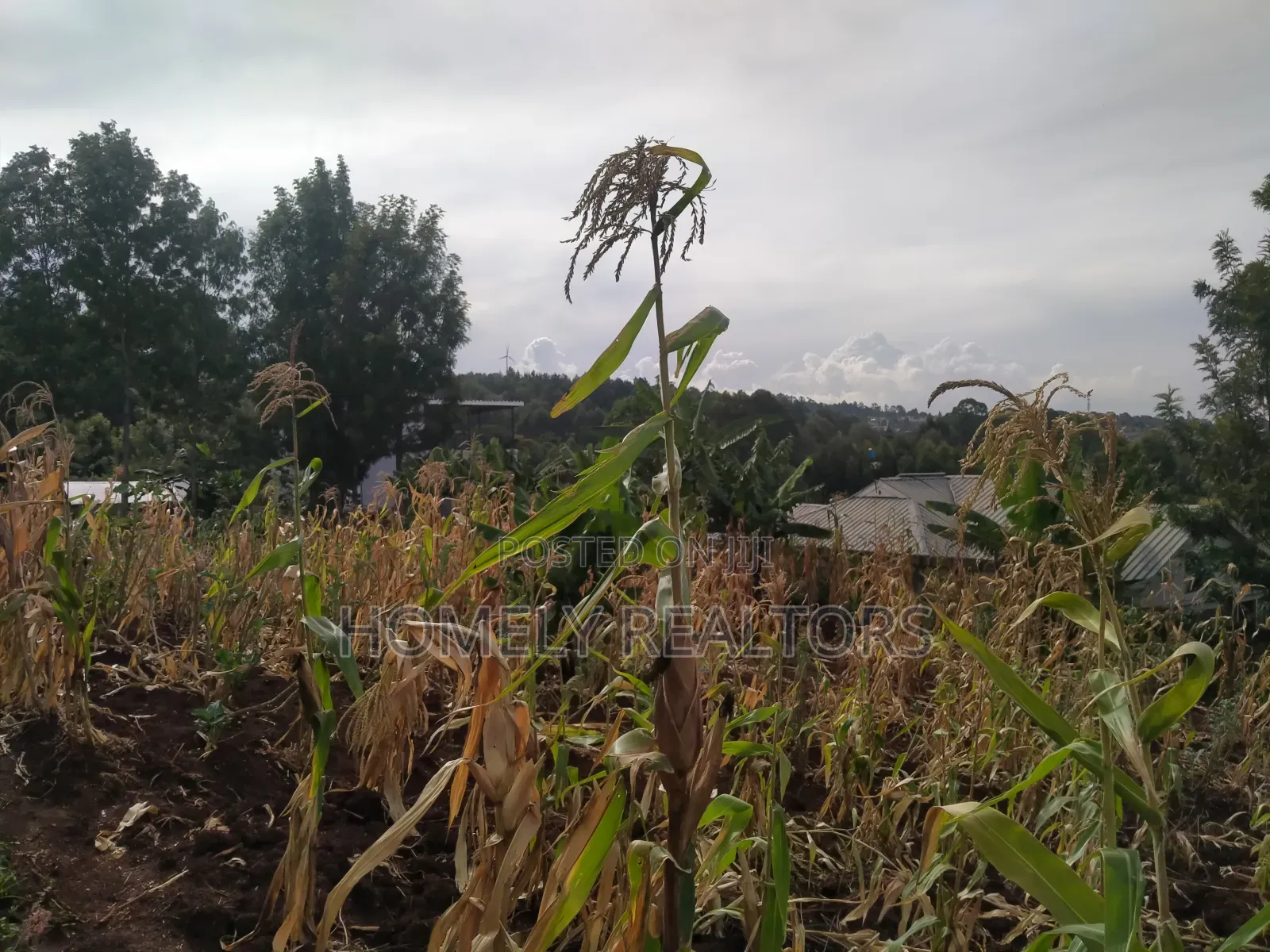 Quarter Acre Red Soil Plot for Sale in Bondeni, Ngong in Ngong