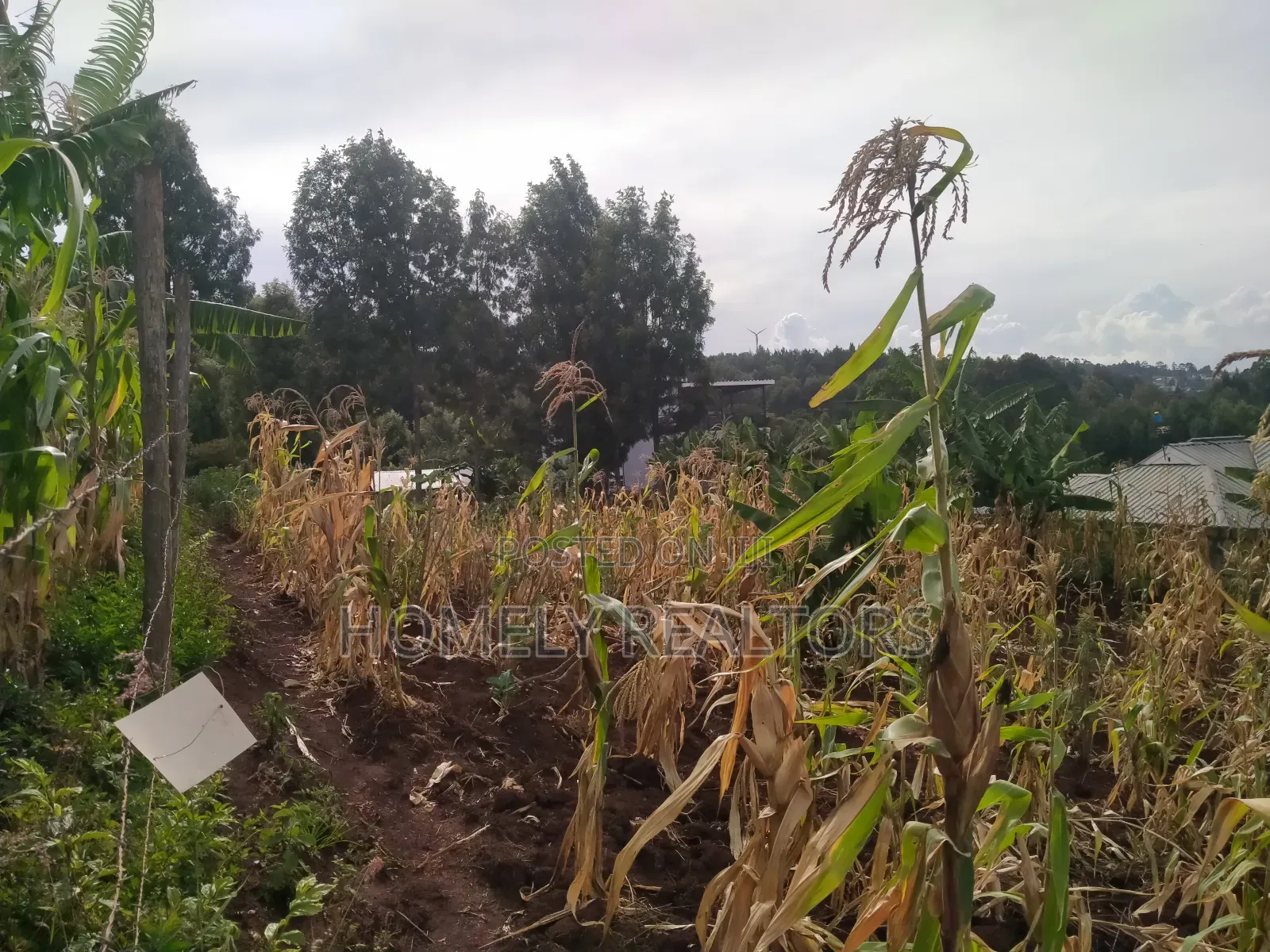 Quarter Acre Red Soil Plot for Sale in Bondeni, Ngong in Ngong