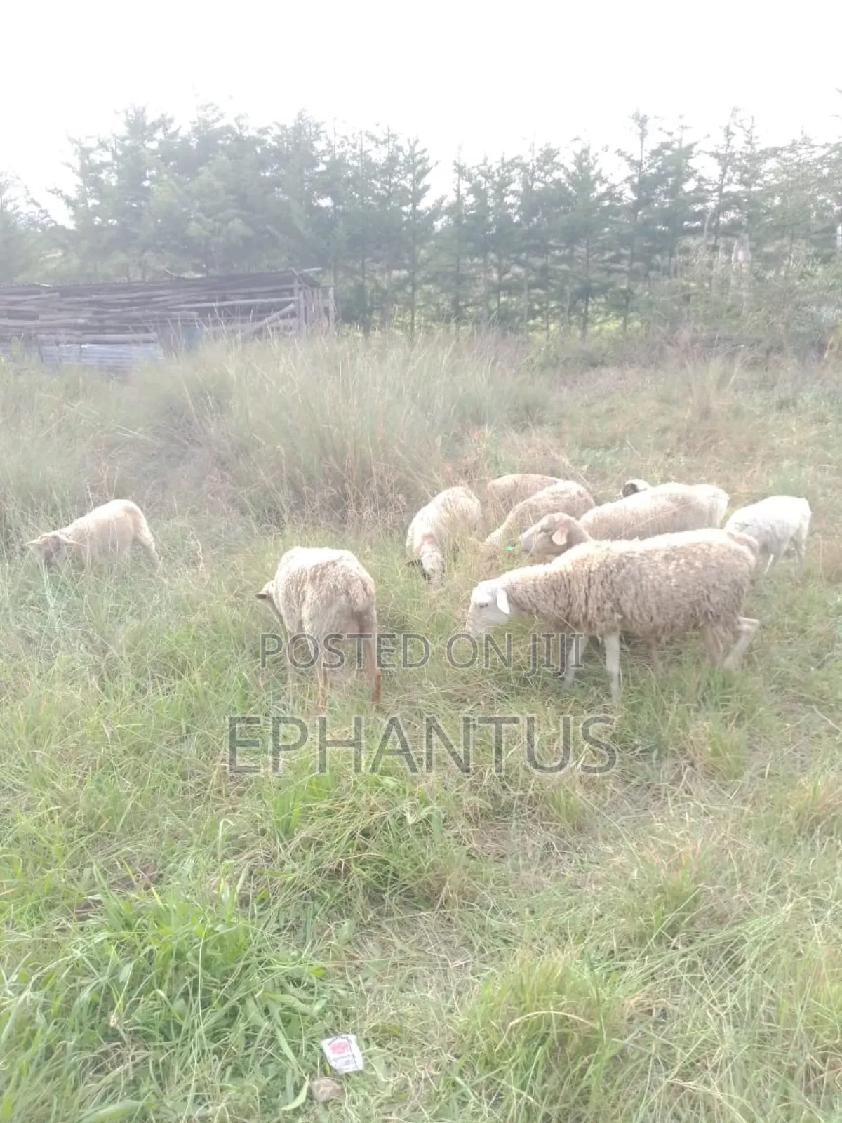 Land for Sale in Nyeri Munyu With a House in Nyeri Town