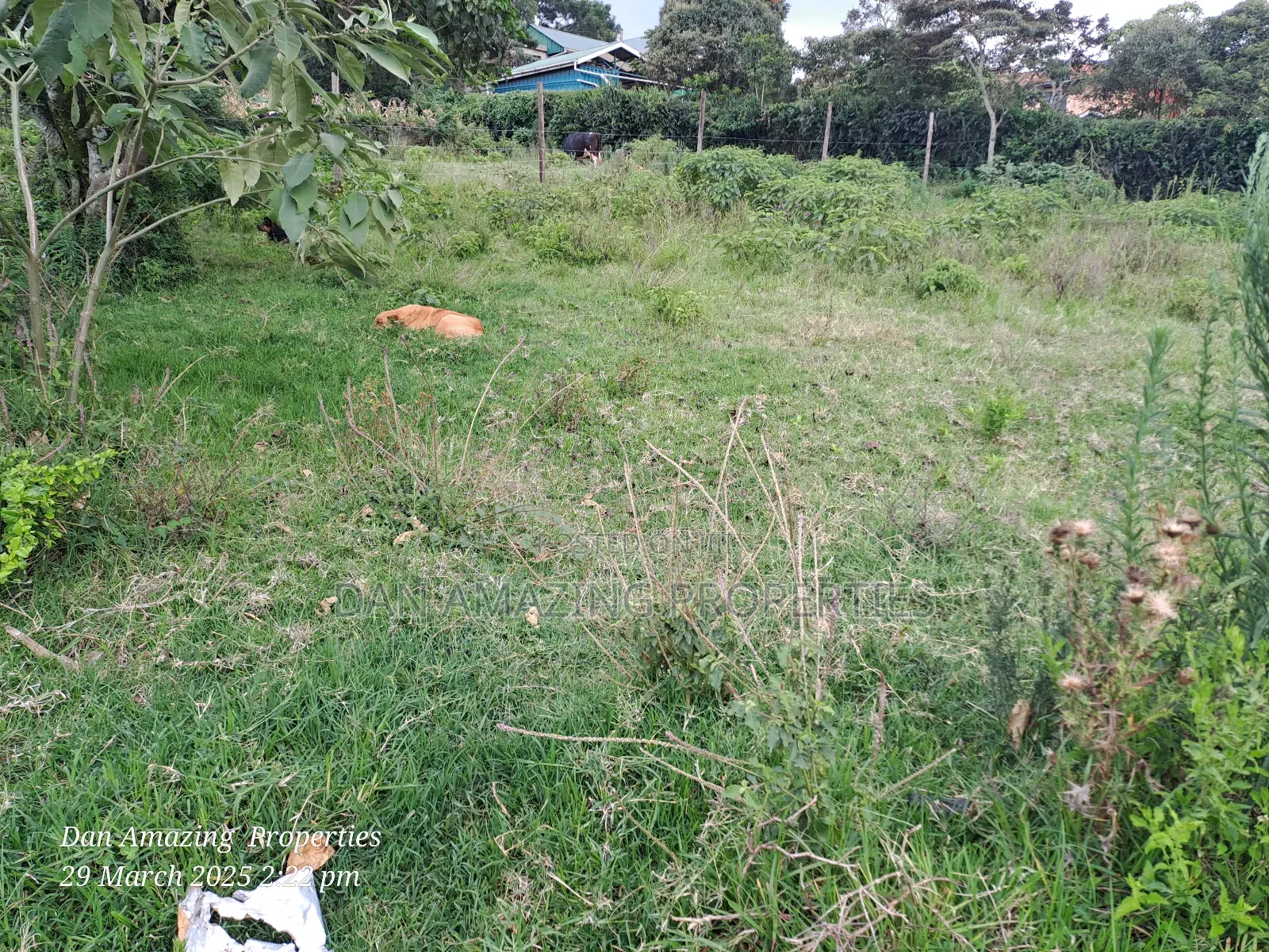 1/4 Acre Ngong Lemiso Road for Sale in Ngong