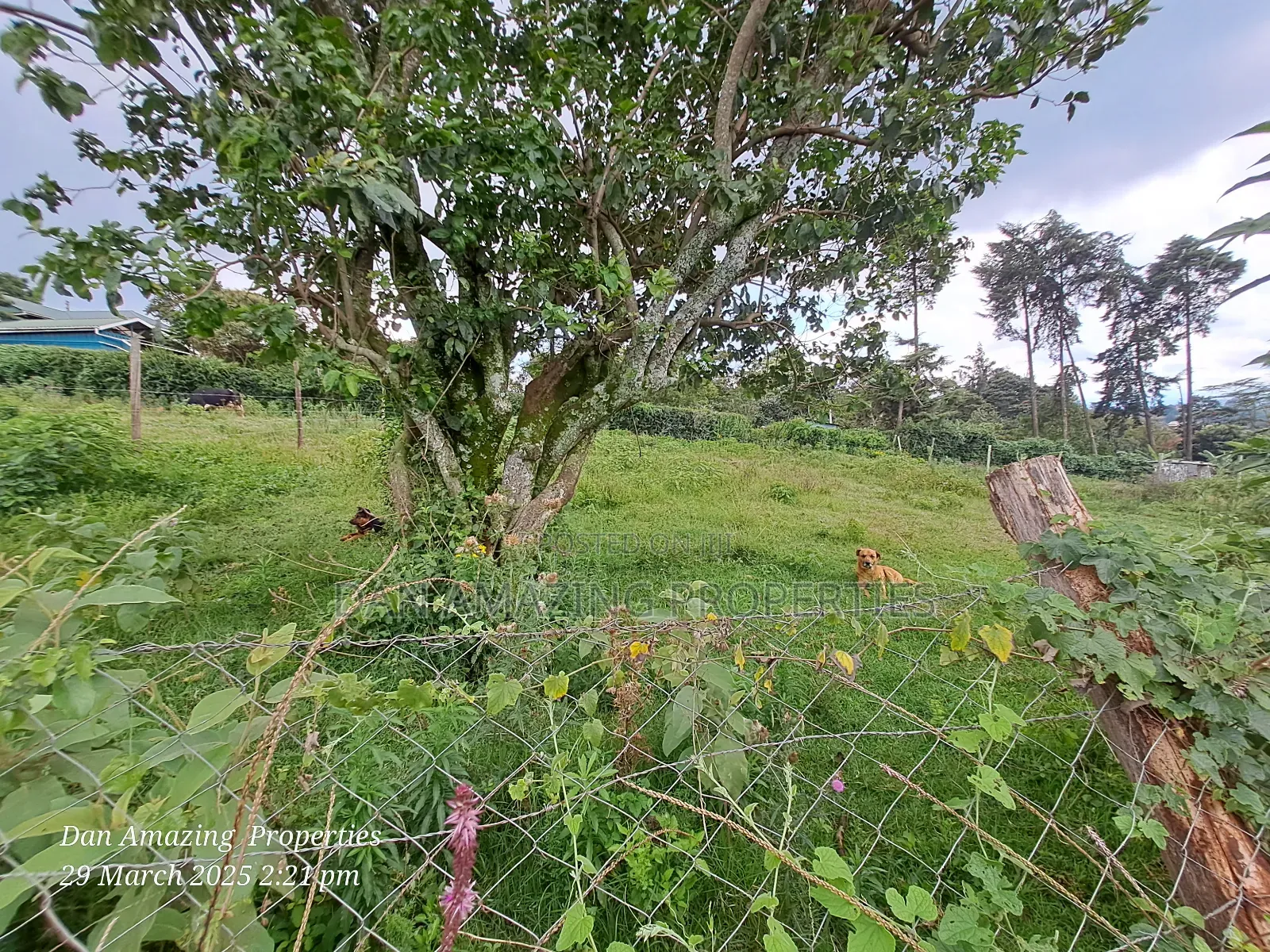 1/4 Acre Ngong Lemiso Road for Sale in Ngong