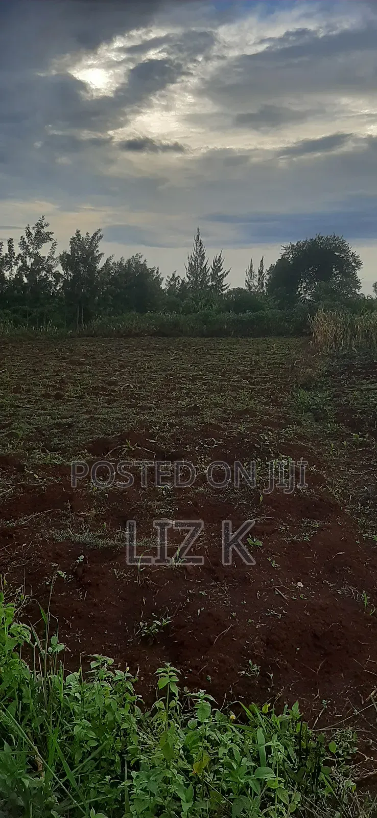 Controlled 100x100 Plots in Thika in Thika