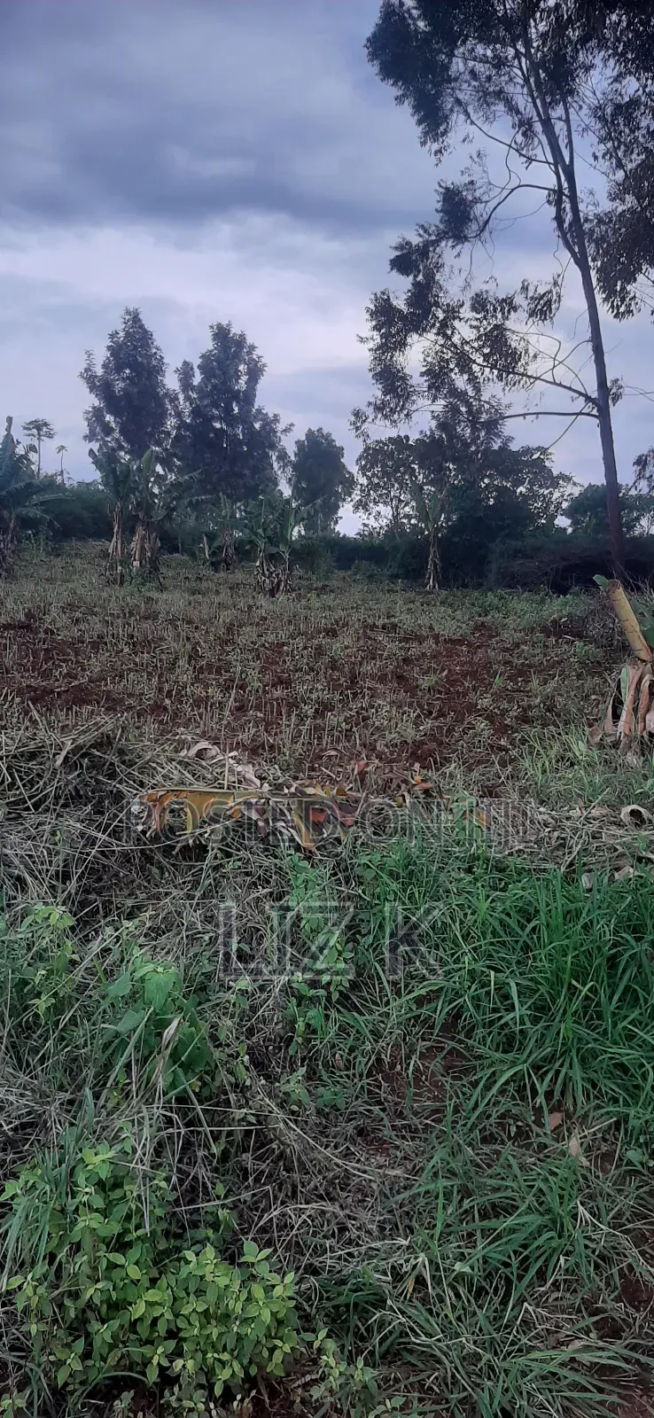 Controlled 100x100 Plots in Thika in Thika