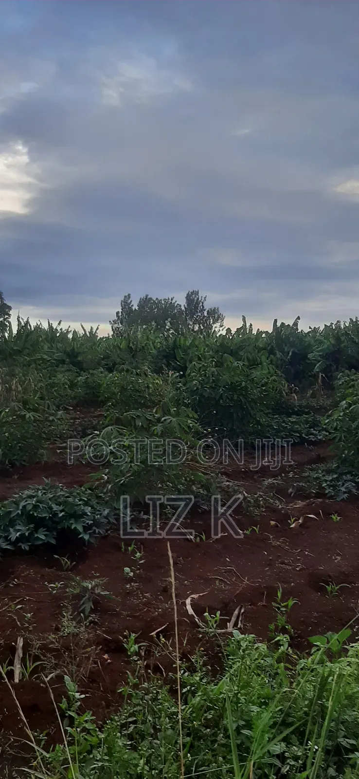 Controlled 100x100 Plots in Thika in Thika