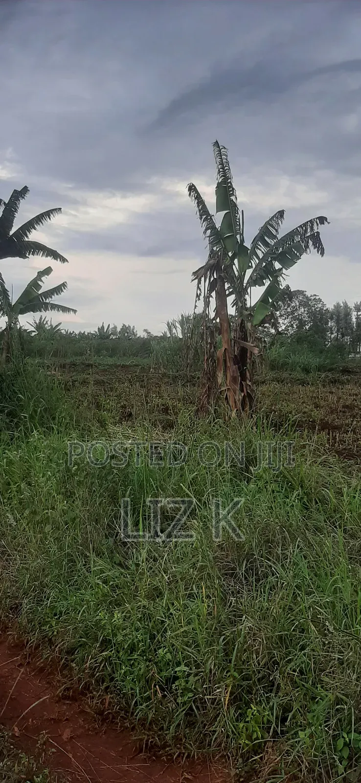 Controlled 100x100 Plots in Thika in Thika