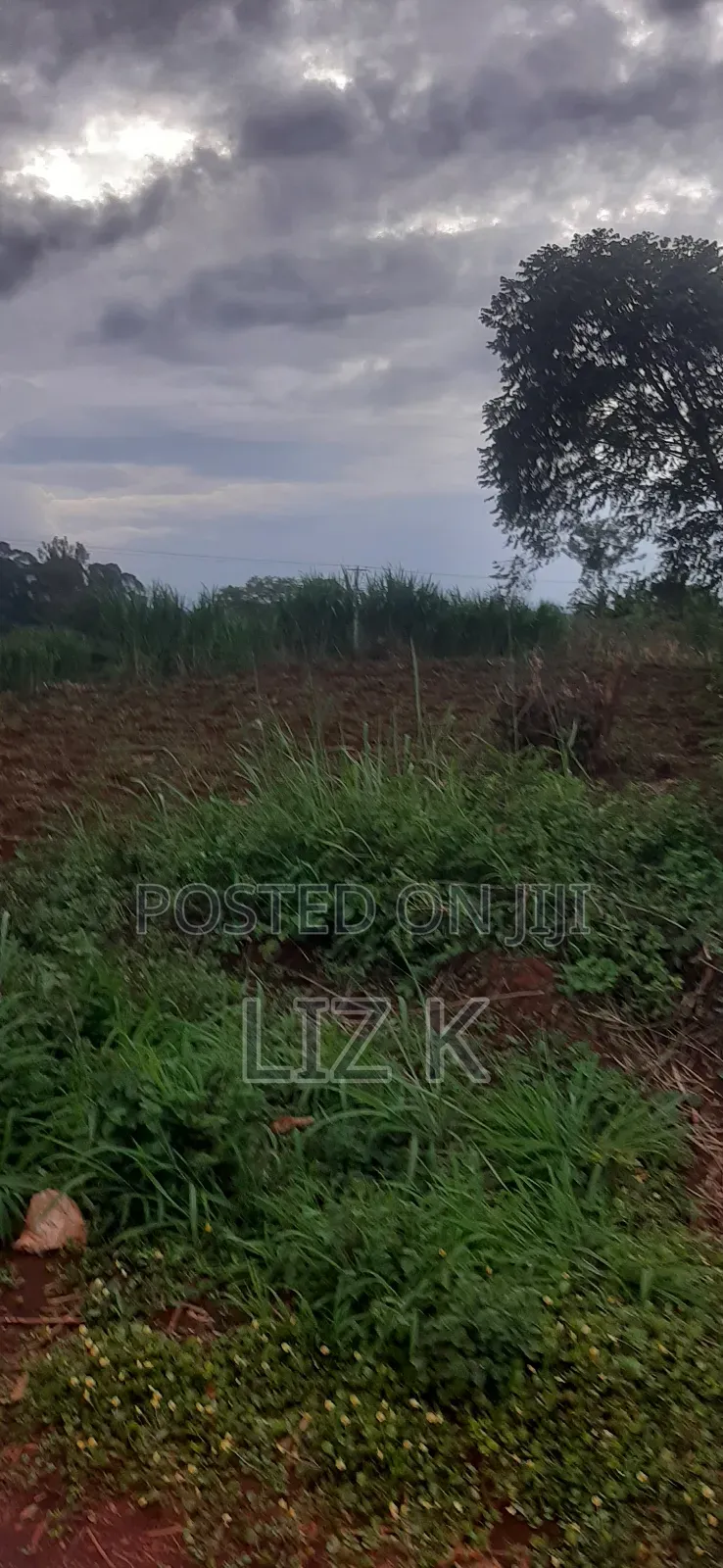 Controlled 100x100 Plots in Thika in Thika