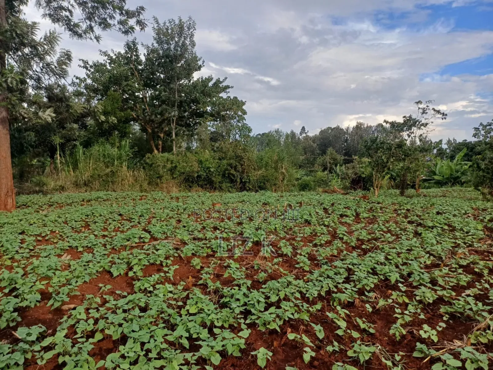 Half Acre in Kabati Kenol in Kimorori/Wempa