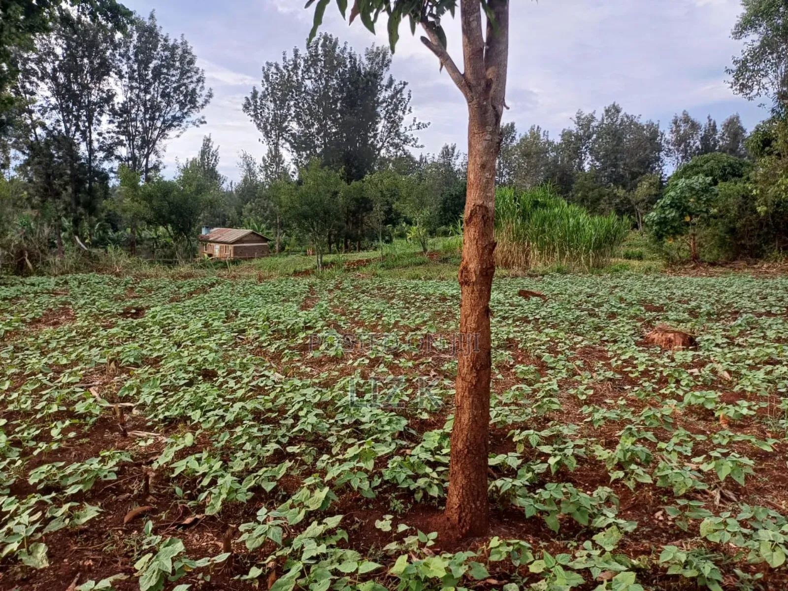 Half Acre in Kabati Kenol in Kimorori/Wempa