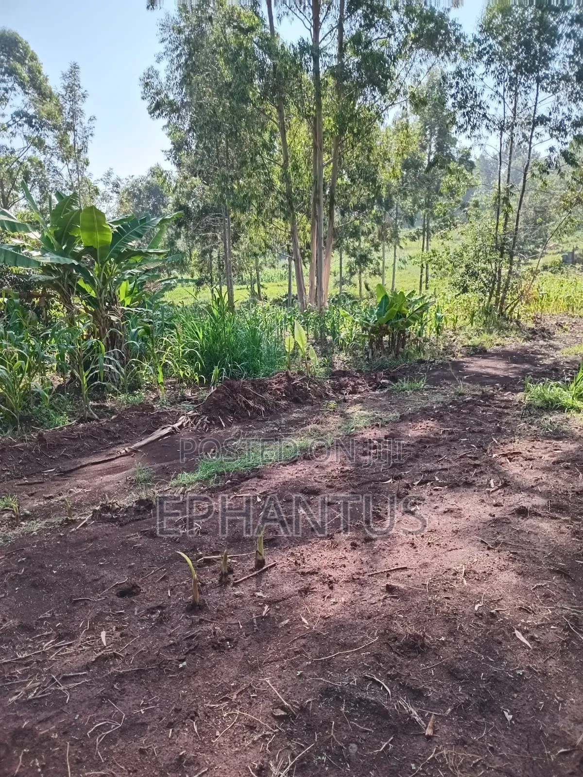 1/2 Acre Rongai at 14m in Ongata Rongai