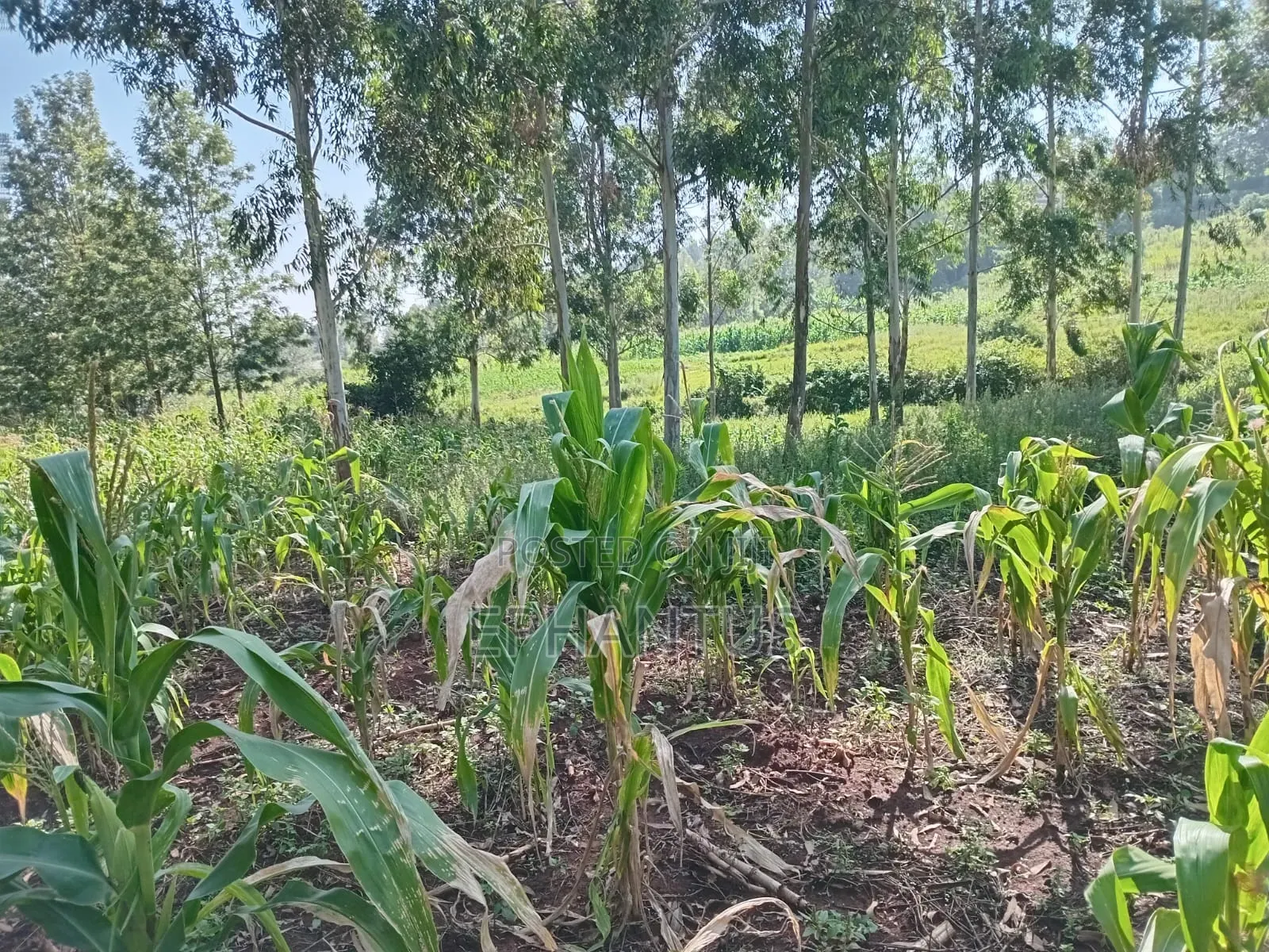 1/2 Acre Rongai at 14m in Ongata Rongai