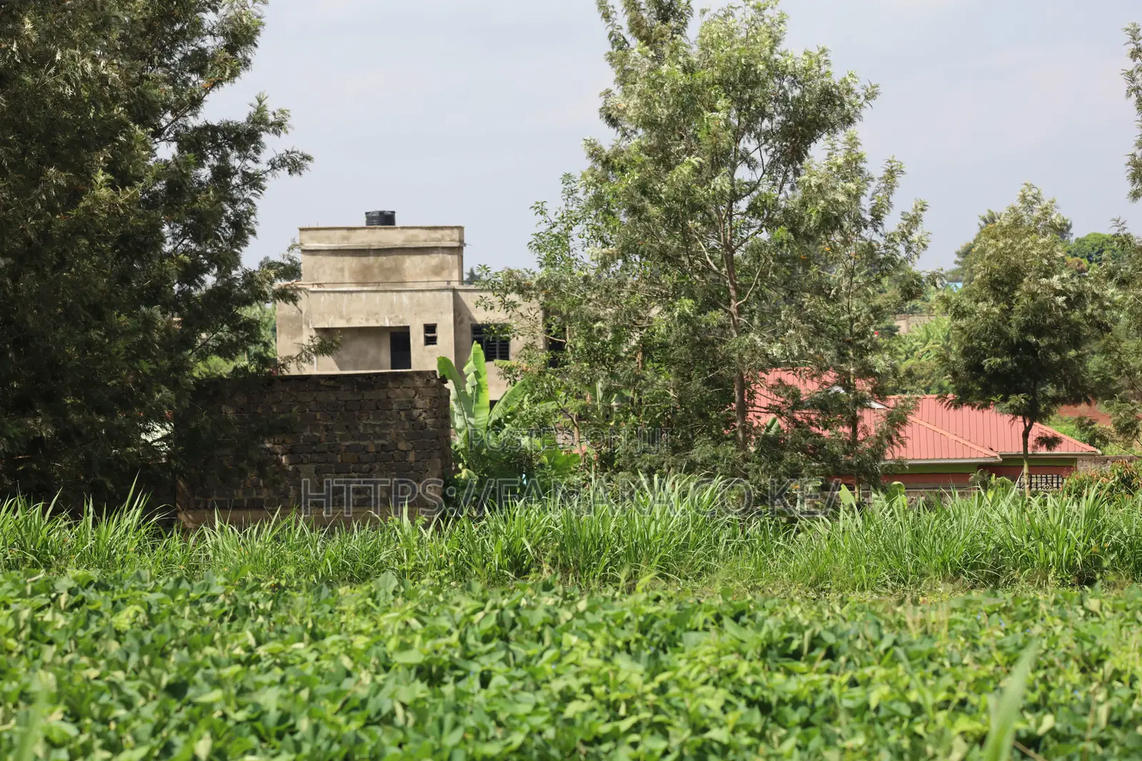 50 by 100 Plots in Mugutha^Pn in Ruiru