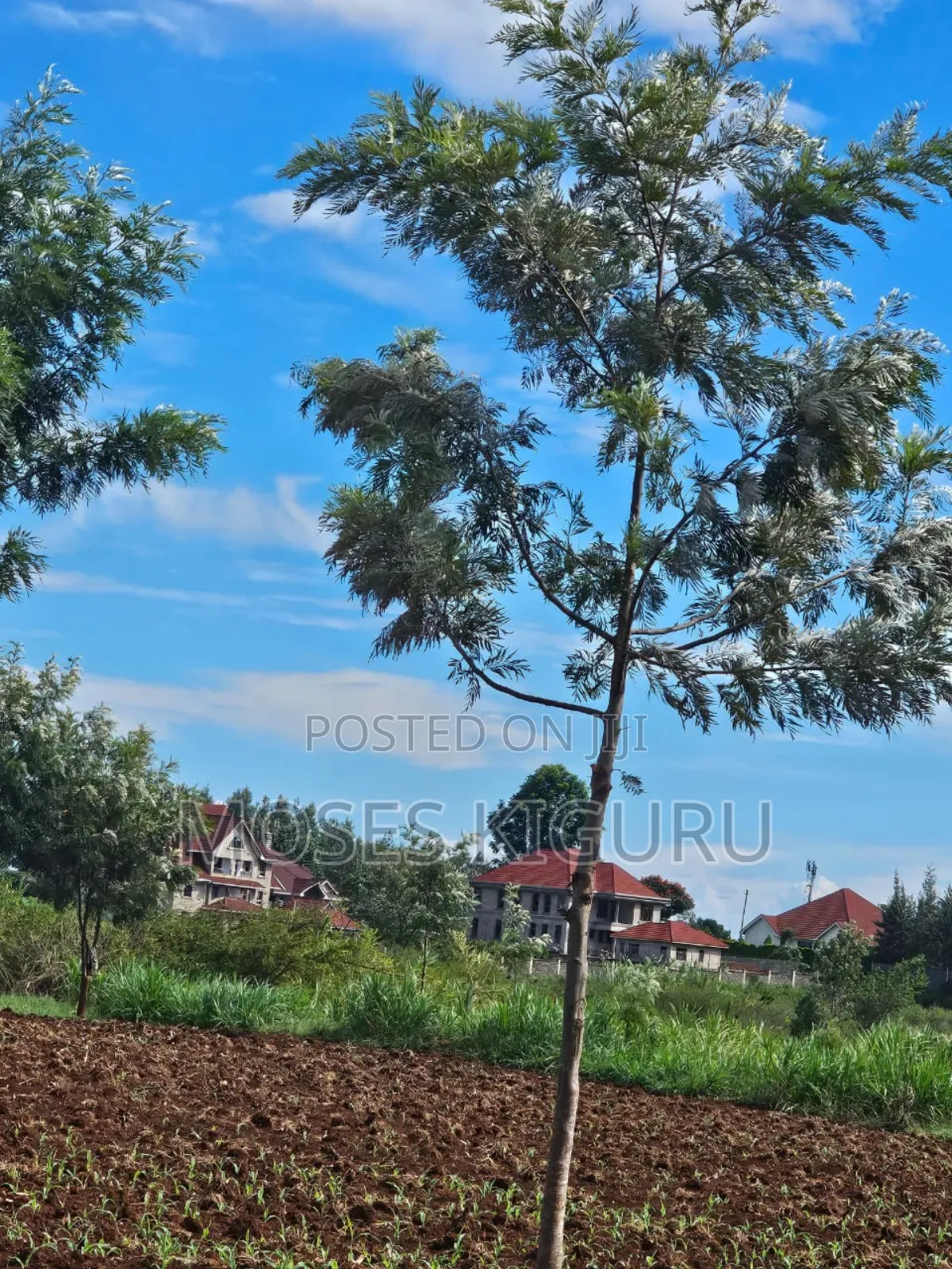 Thika Greens 1/4 Plots. in Kakuzi/Mitubiri