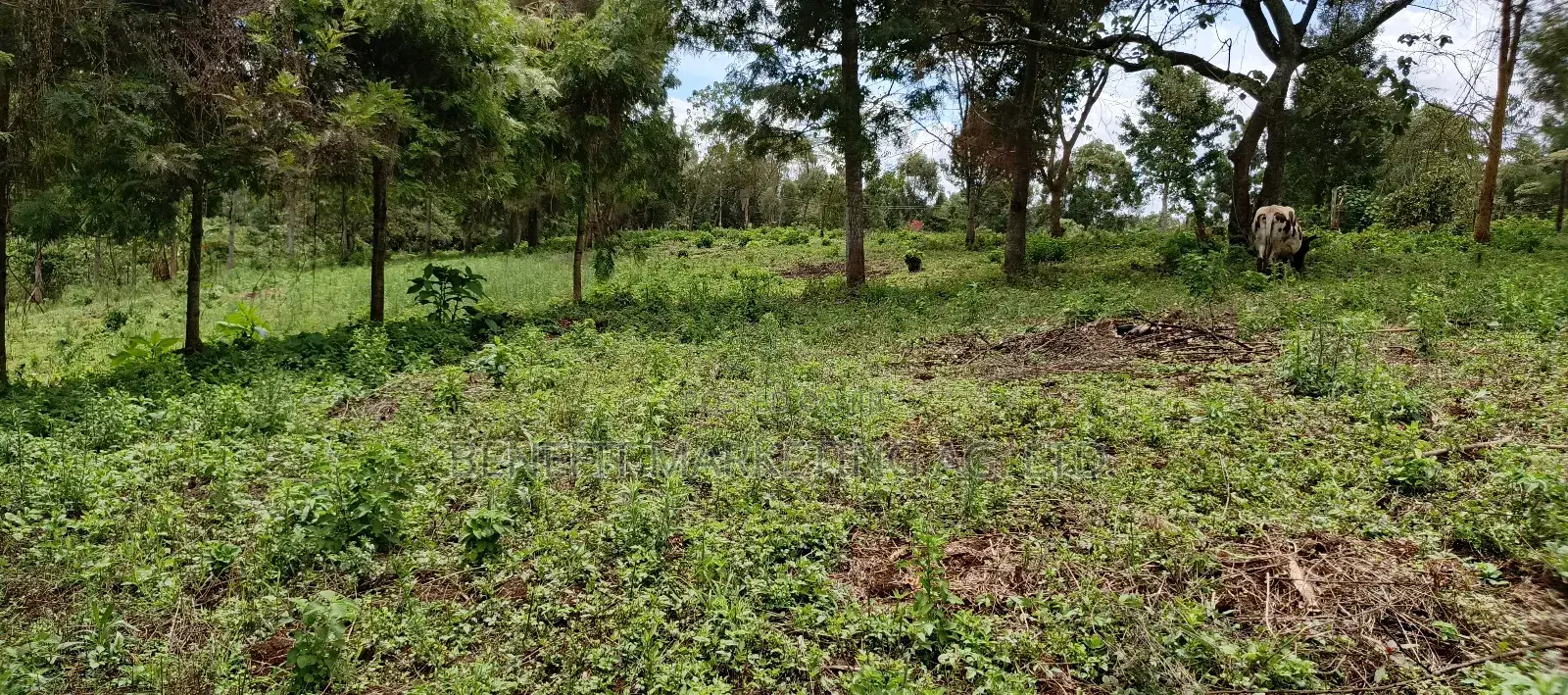 Quarter Acre Plots for Sale in Ngong Kahara Centre in Ngong