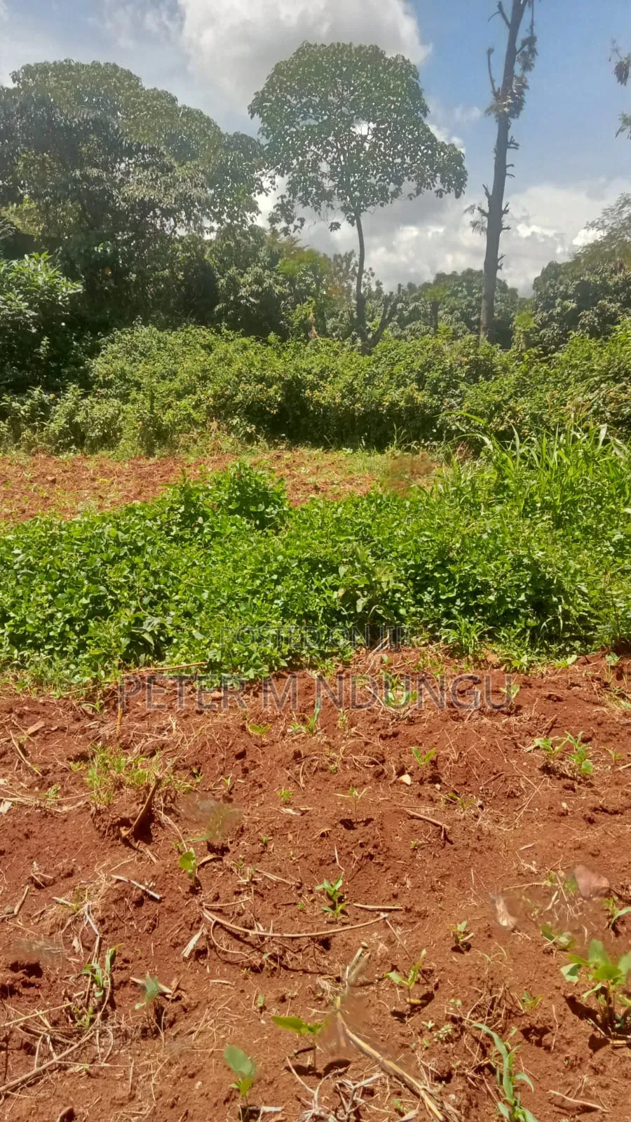 Thome 1/4 Land on Sale, Gated Community in Thome