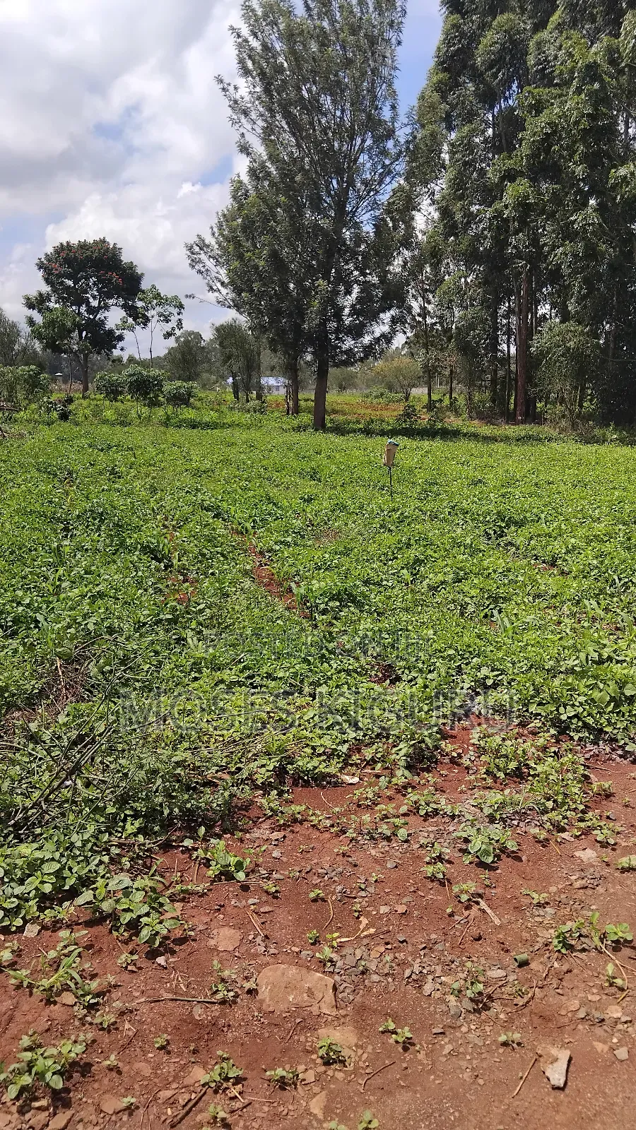 Croton Ridge, 50x100 Plots. in Kenyatta Road / Theta 