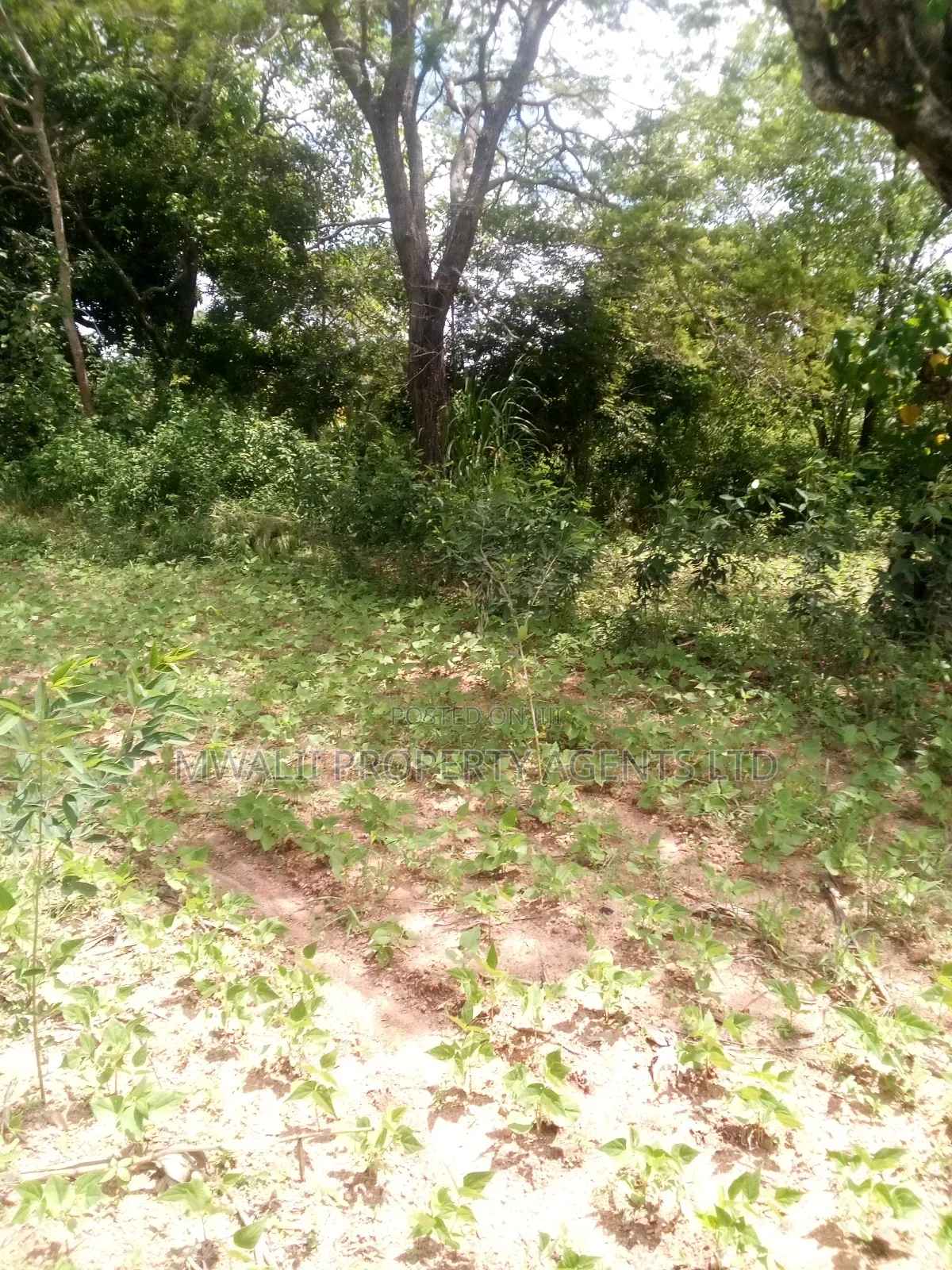 Specially Priced Plots, Mulutu,Kitui in Kyangwithya West