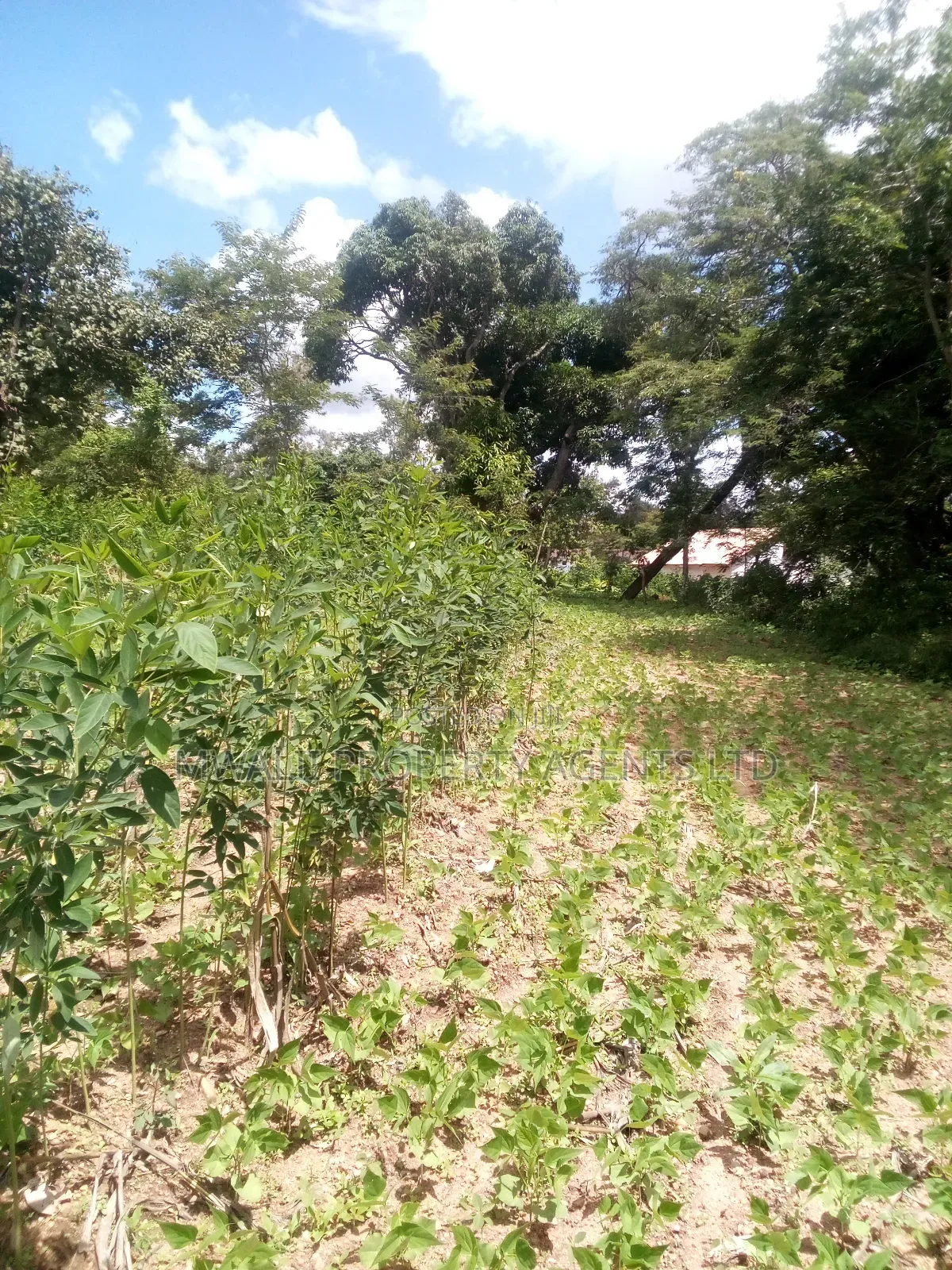 Specially Priced Plots, Mulutu,Kitui in Kyangwithya West