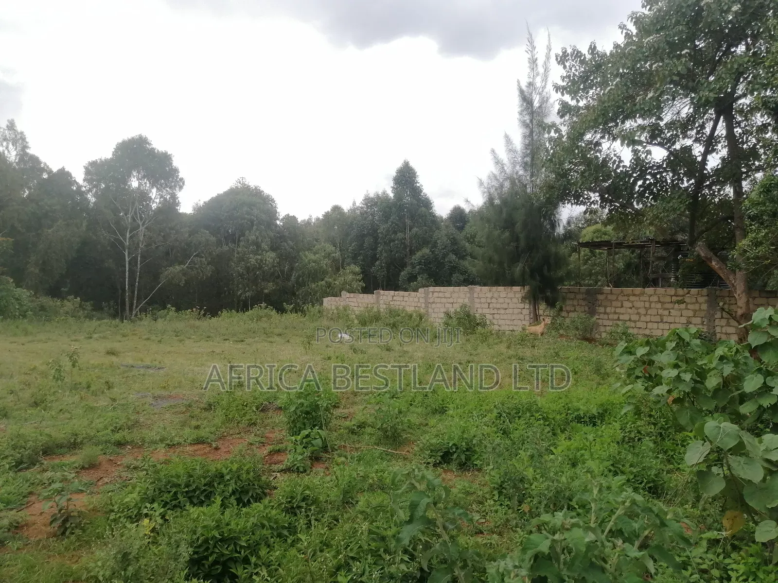 100x100 Plot for Sale in Kikuyu Thigio in Kikuyu