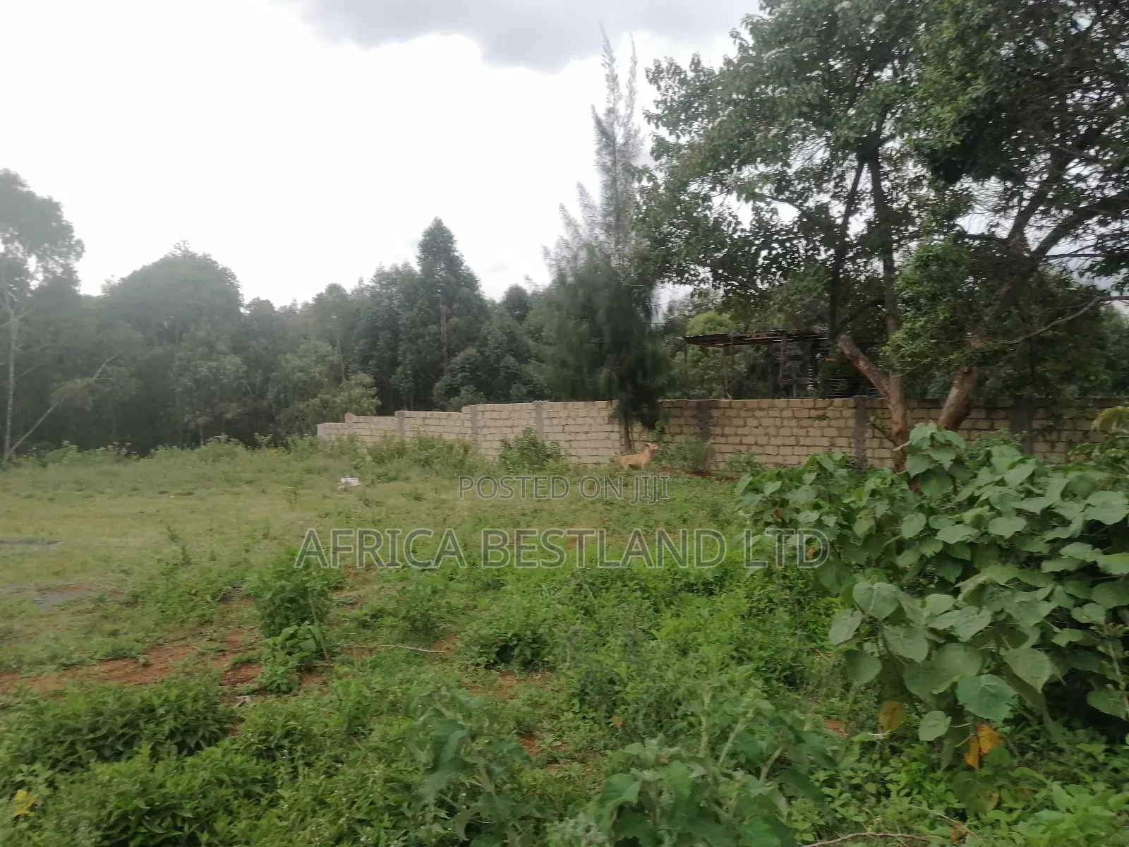 100x100 Plot for Sale in Kikuyu Thigio in Kikuyu