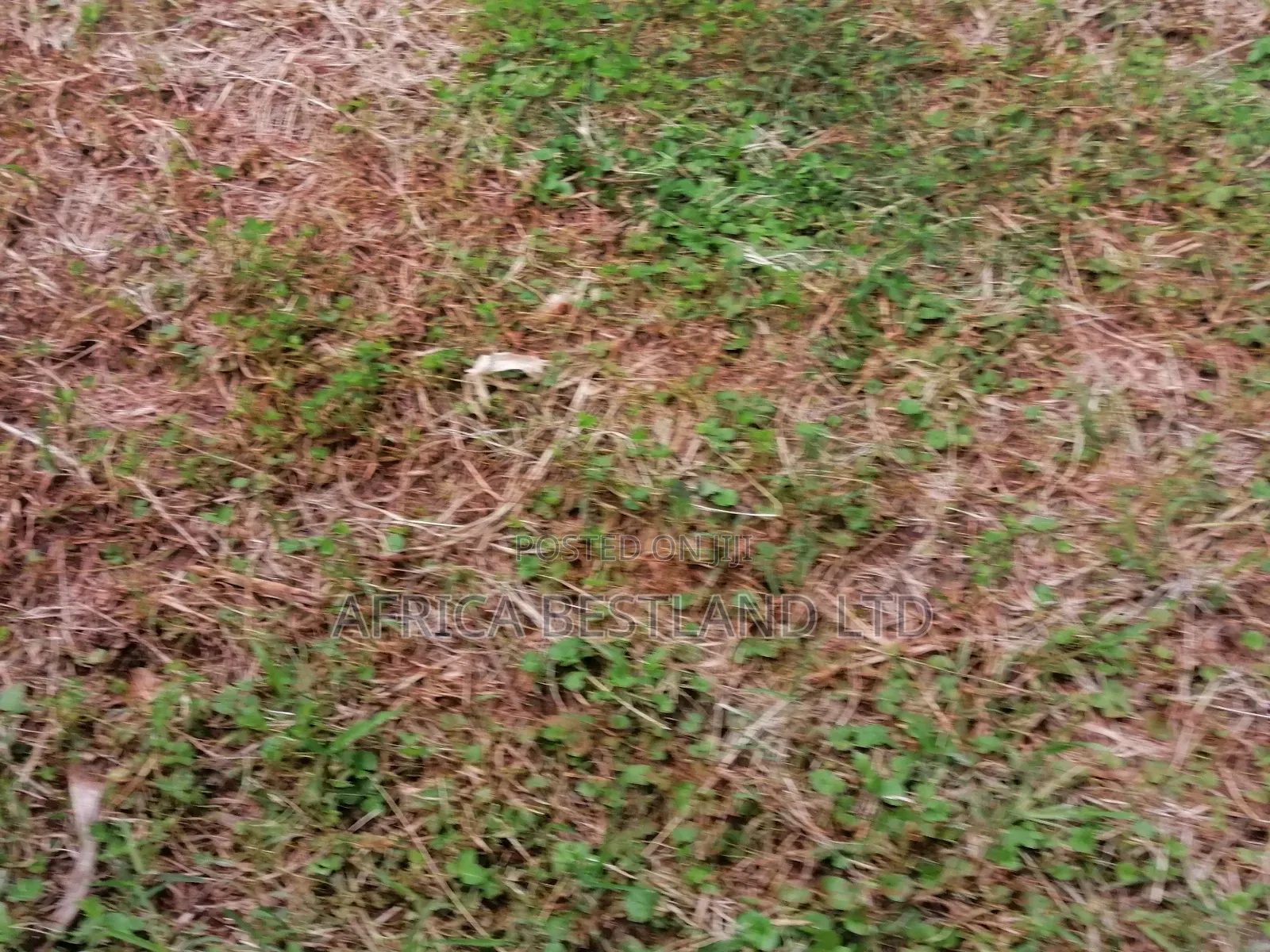 100x100 Residential Plot for Sale in Kikuyu Gikambura in Kikuyu
