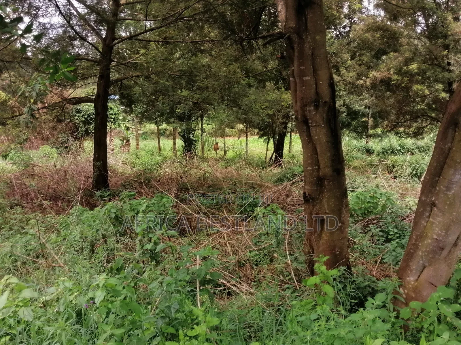 100x100 Residential Plot for Sale in Kikuyu Gikambura in Kikuyu