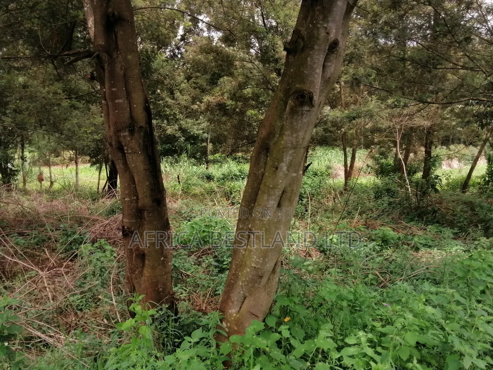 100x100 Residential Plot for Sale in Kikuyu Gikambura in Kikuyu