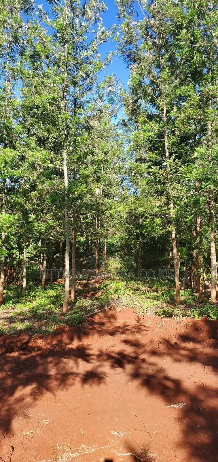 Residential Plots in Ruiru-Mugutha ^Pww in Ruiru