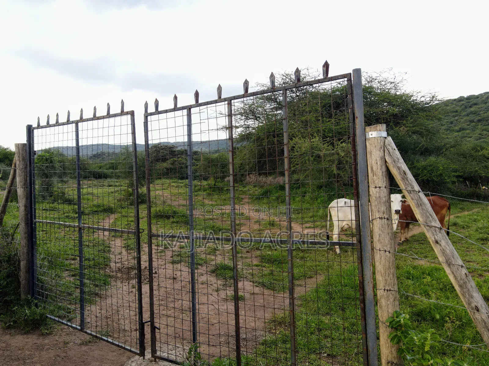 Prime 20 Acres Nendurogo, Saikeri at Per Acre in Ngong
