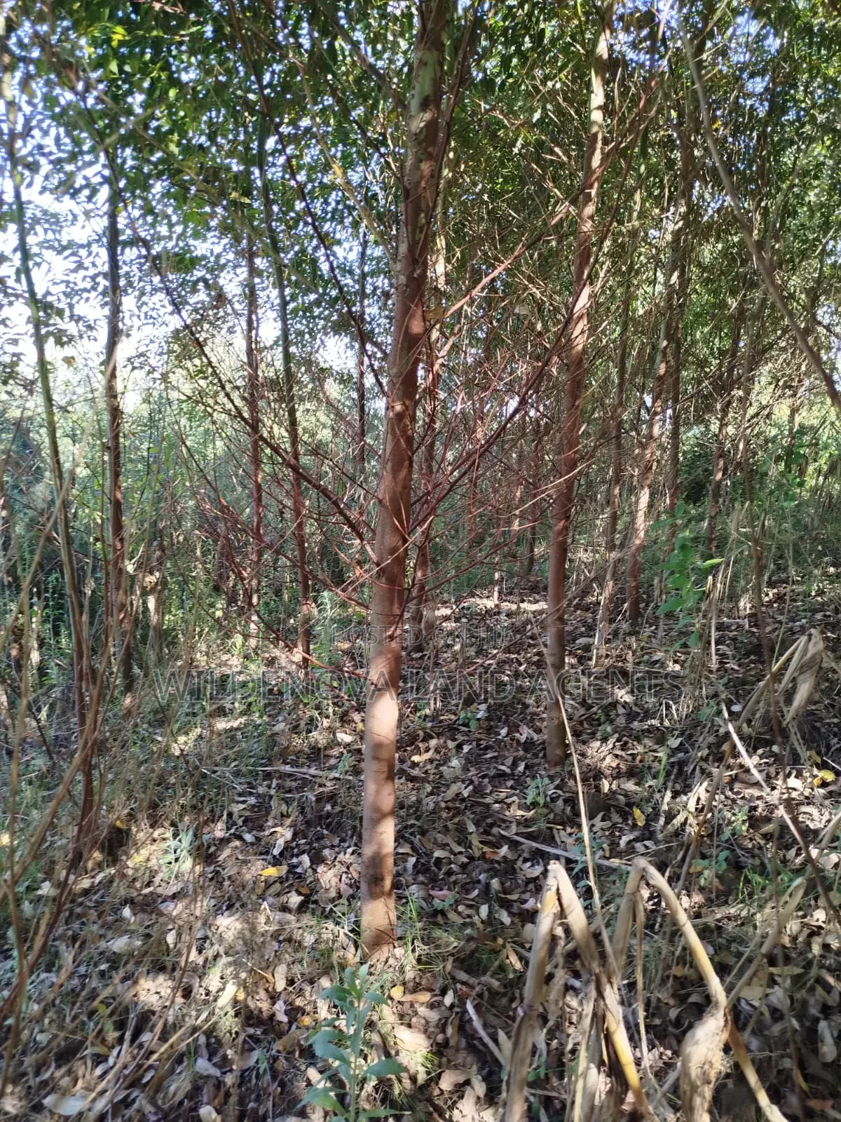 Land on Sale at Flyover Viewpoint Naivasha in Naivasha East