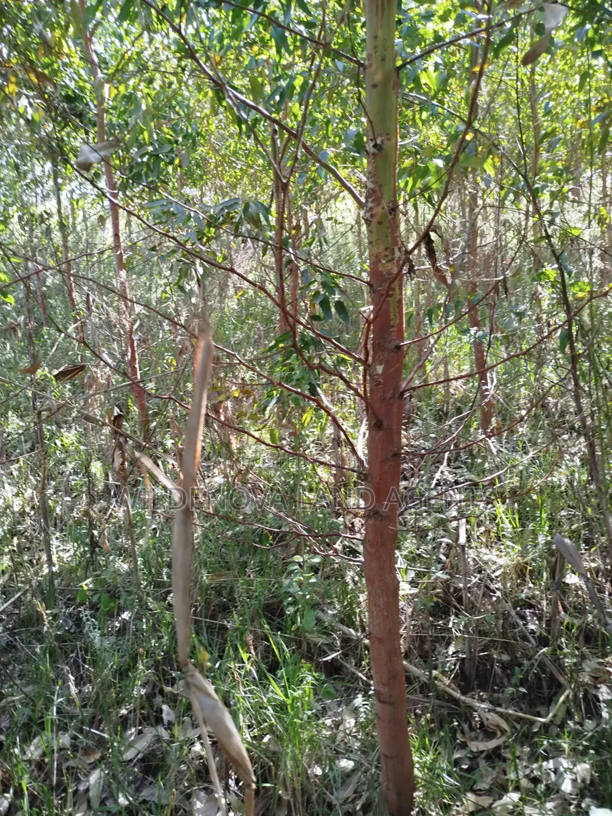 Land on Sale at Flyover Viewpoint Naivasha in Naivasha East