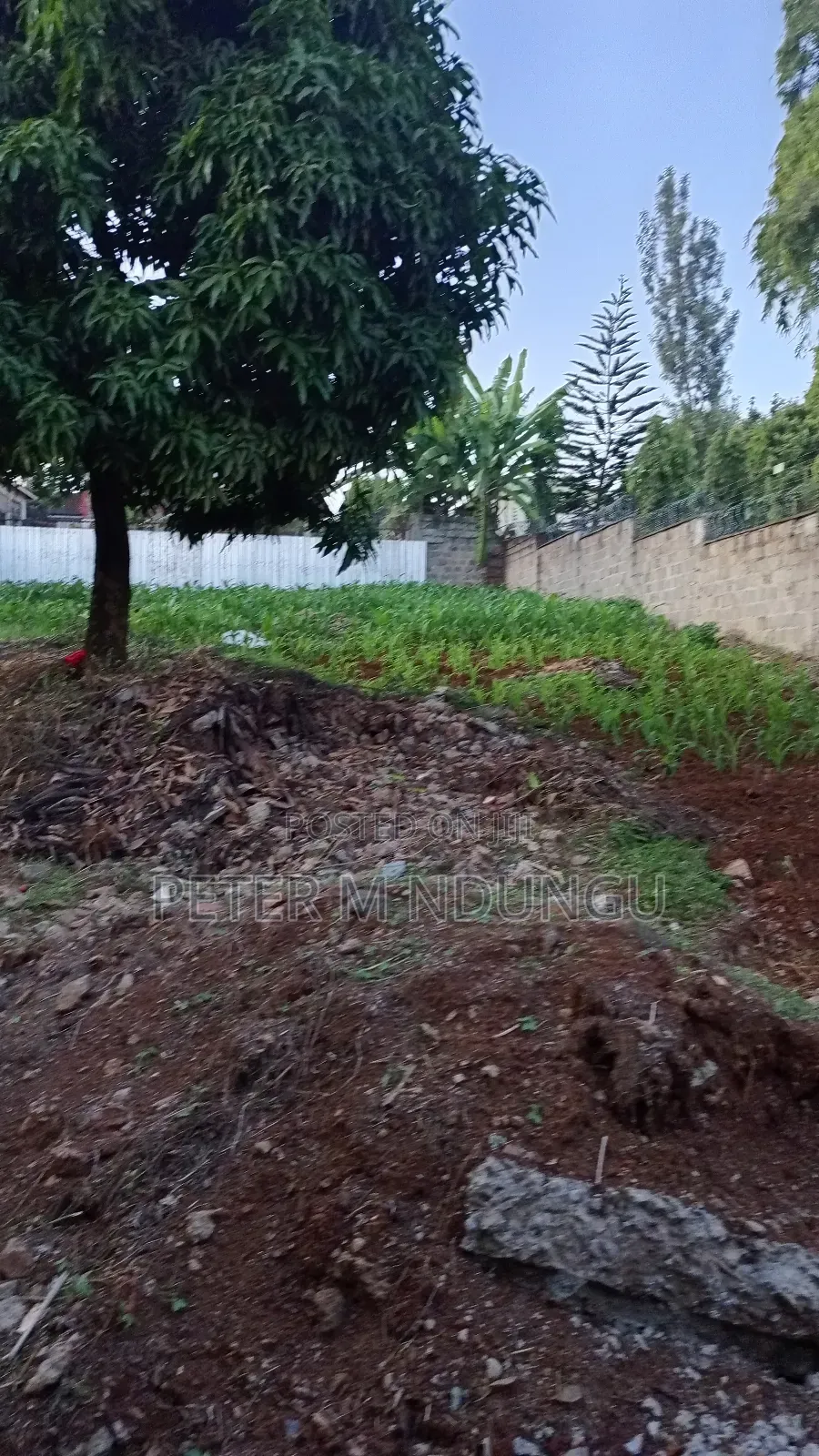 Prime Commercial Plot 1/4 Acre, Kiamumbi in Kiambu / Kiambu 