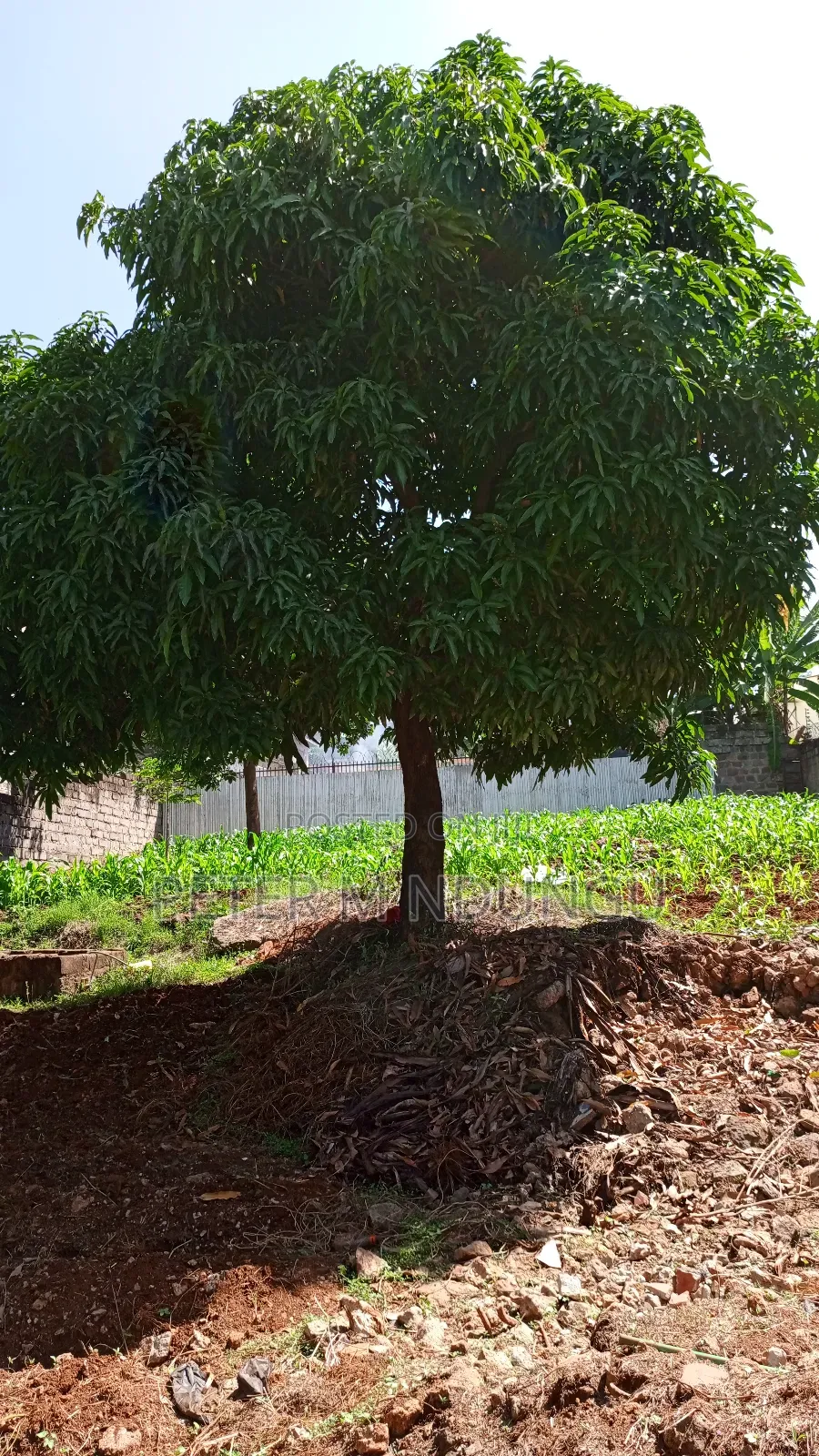 Prime Commercial Plot 1/4 Acre, Kiamumbi in Kiambu / Kiambu 