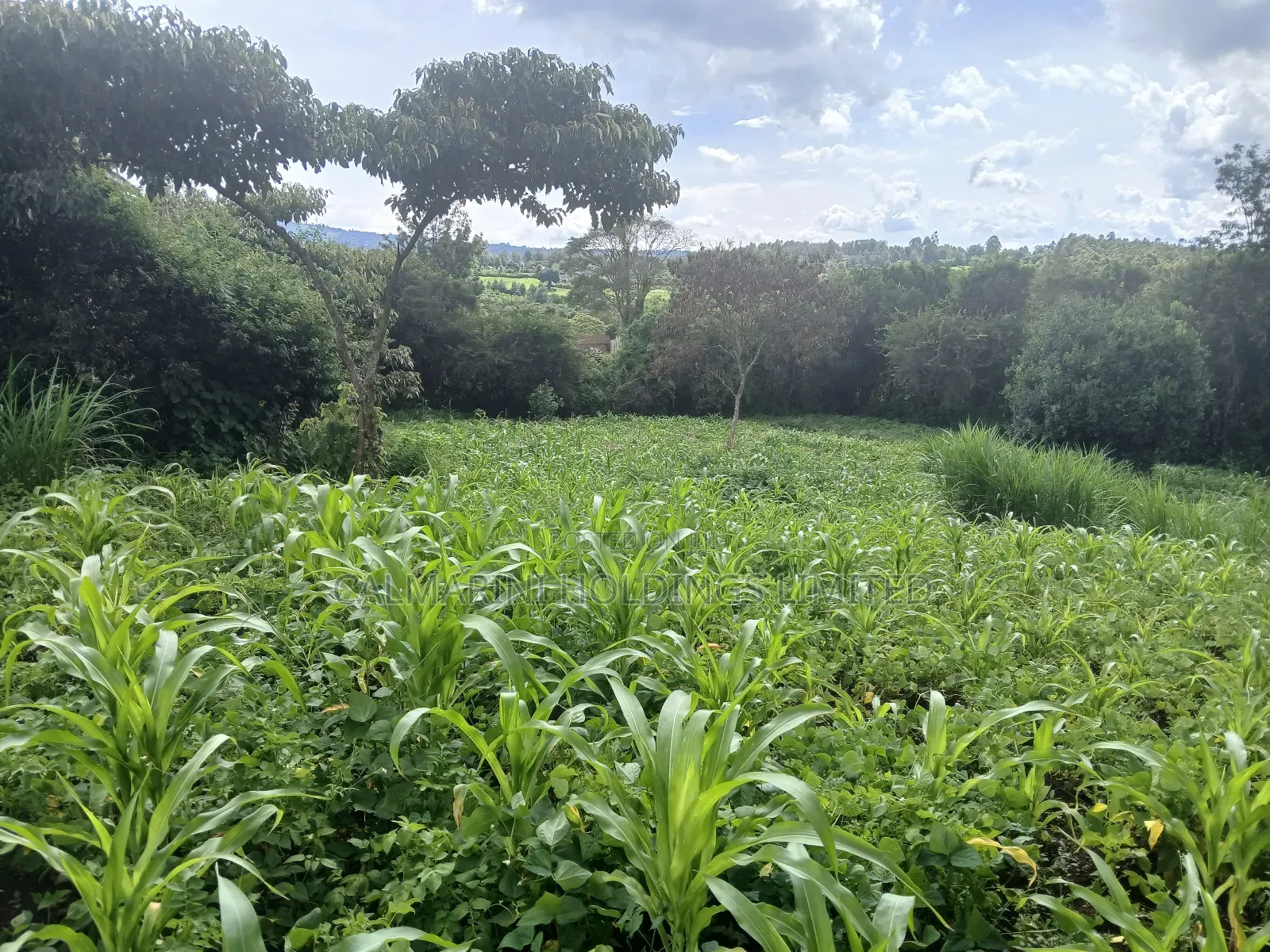 Olkeri Near Karen 3/4 Acre Prime Land for Sale in Ol Keri