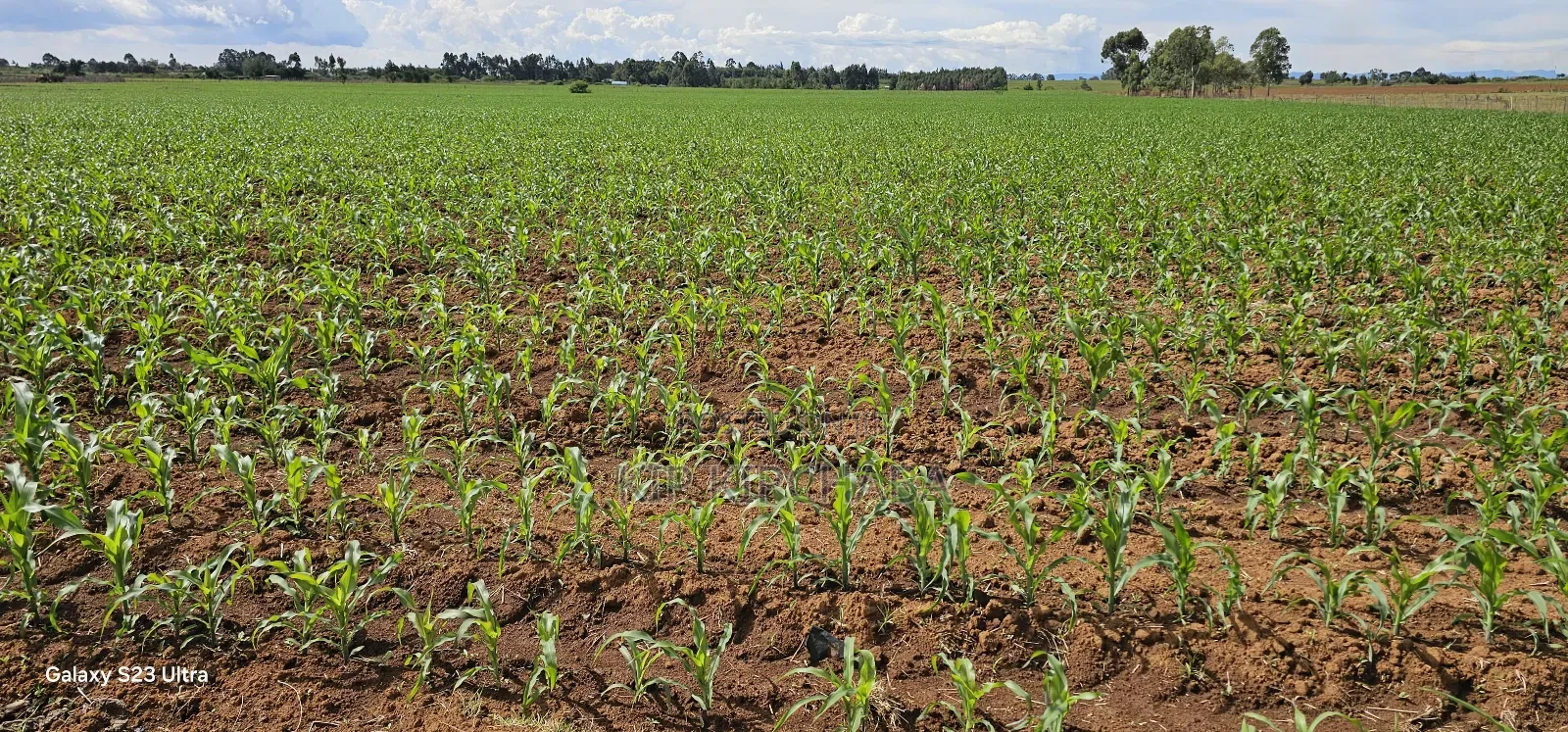 4 Acres for Sale in Kapropu Eldoret Fully Arable in Kuinet
