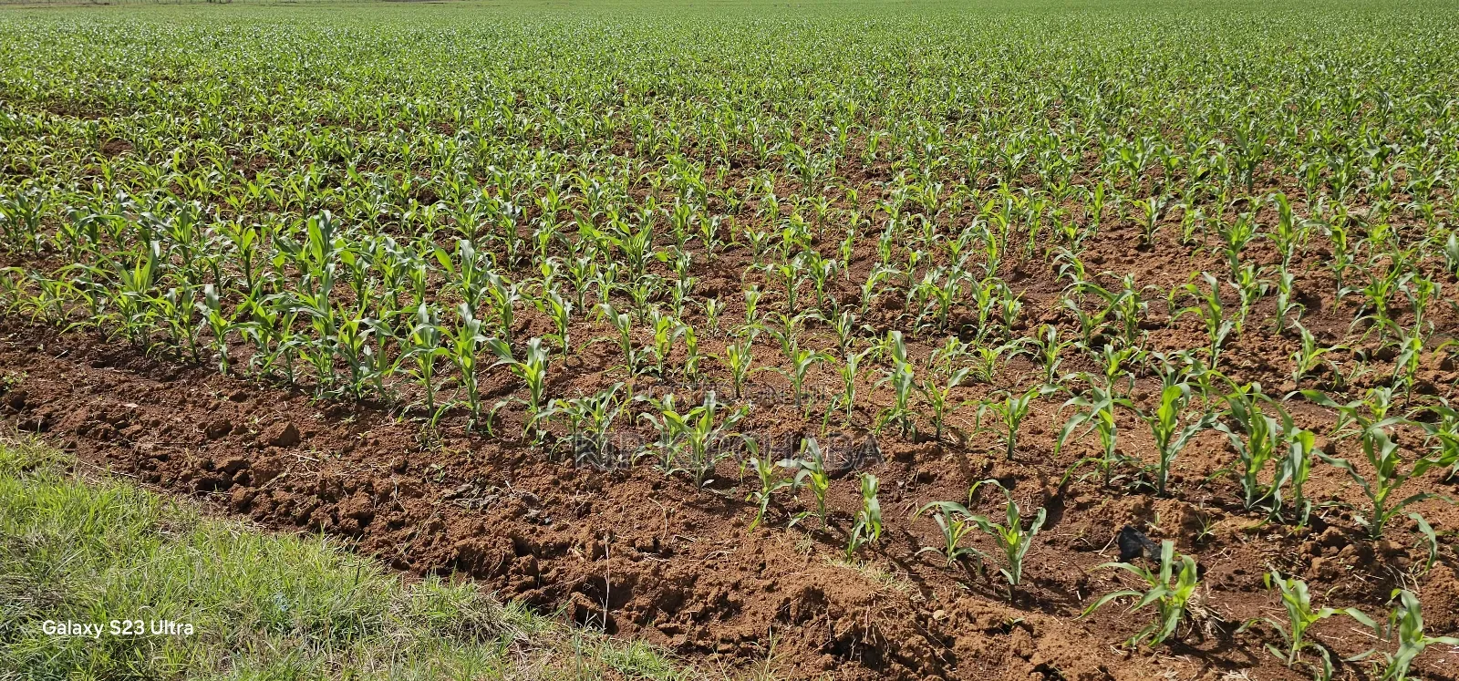 4 Acres for Sale in Kapropu Eldoret Fully Arable in Kuinet