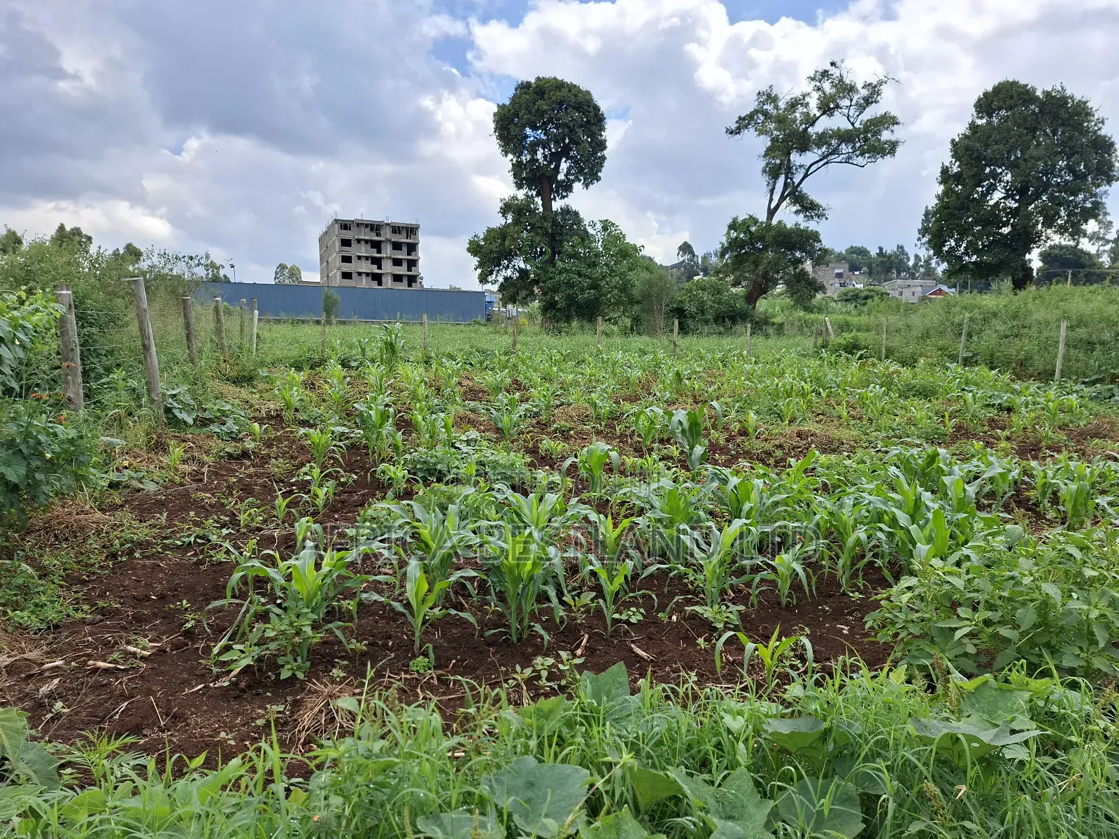 50x100 Available Plot for Sale in Ruaka Muchatha in Ruaka