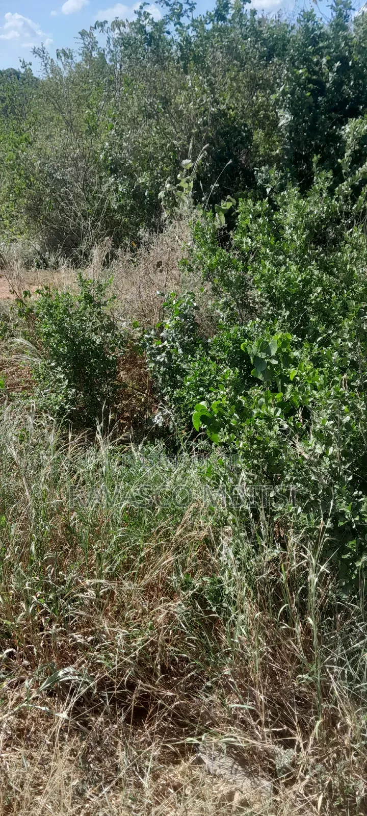 100 Acres Forsale in Adu Kamale in Adu